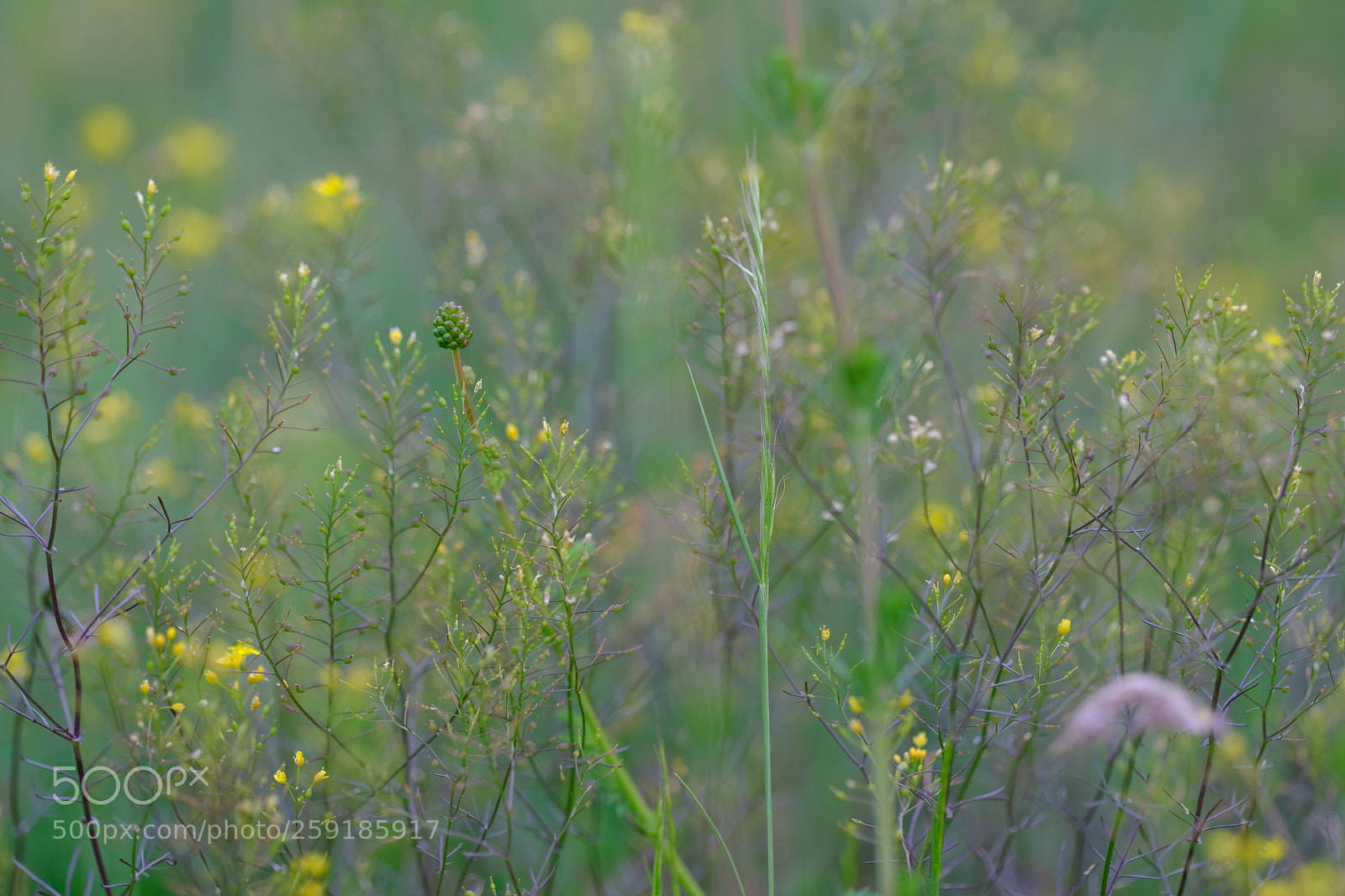 Fujifilm X-E3 sample photo. Spring colors photography