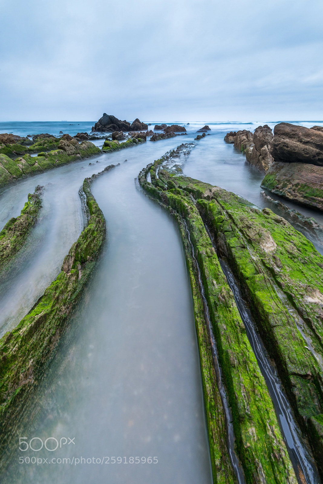 Nikon D750 sample photo. Sea snakes photography