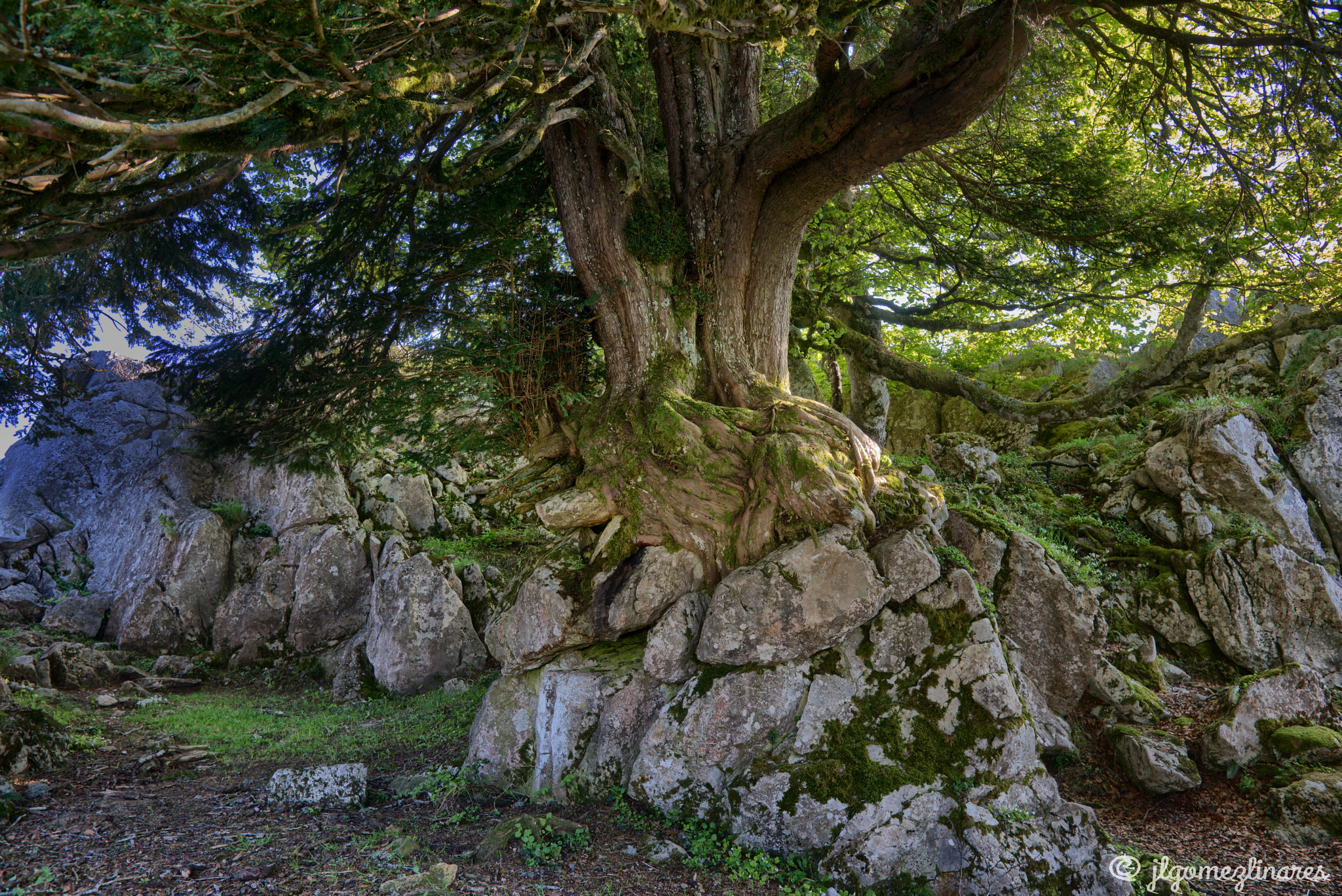 Nikon D810 sample photo. Sobre la roca photography