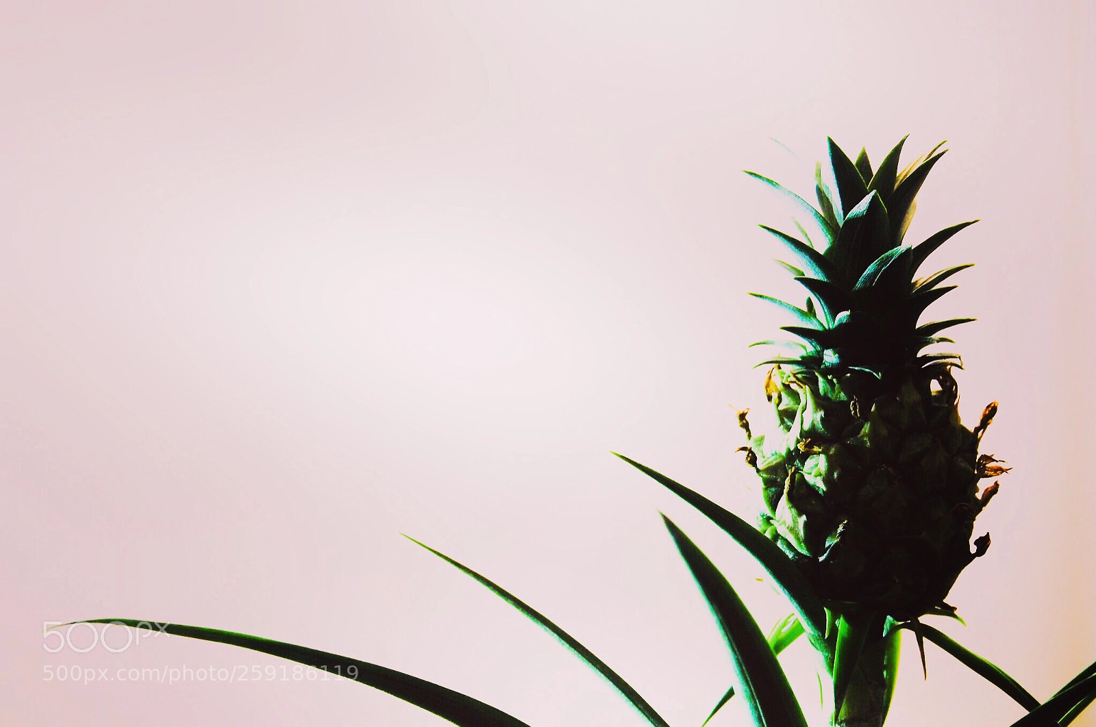 Olympus OM-D E-M10 II sample photo. Pineapple photography