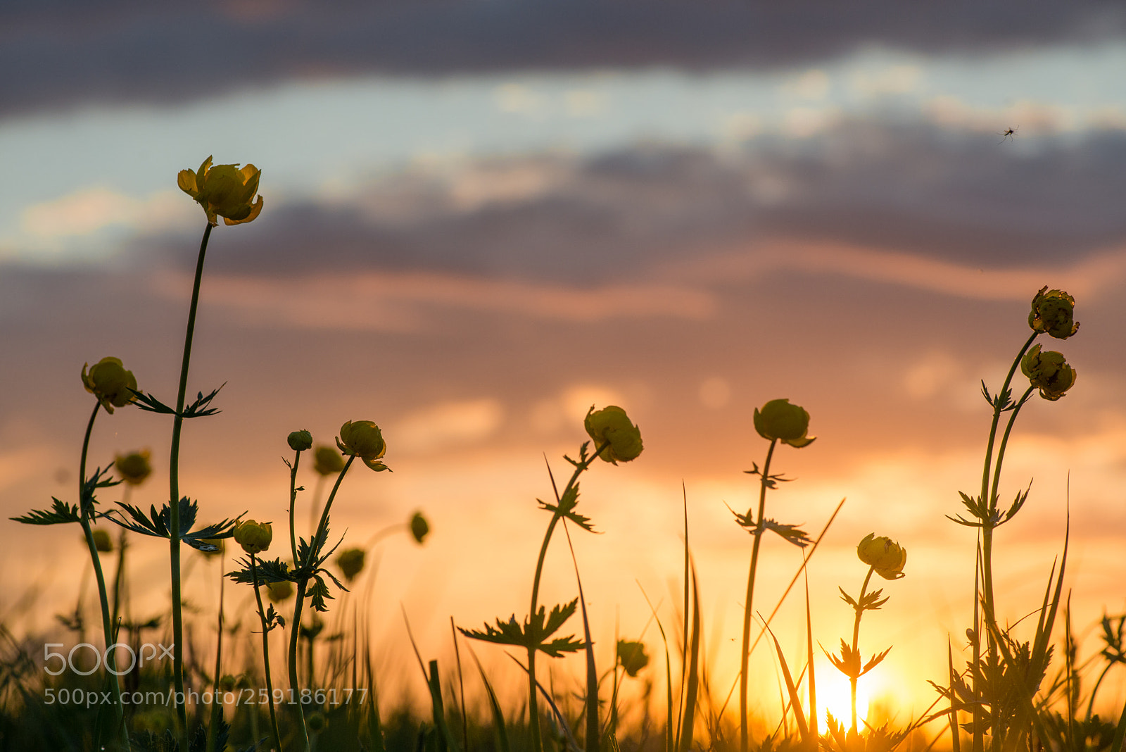 Nikon D800 sample photo. Sunset photography