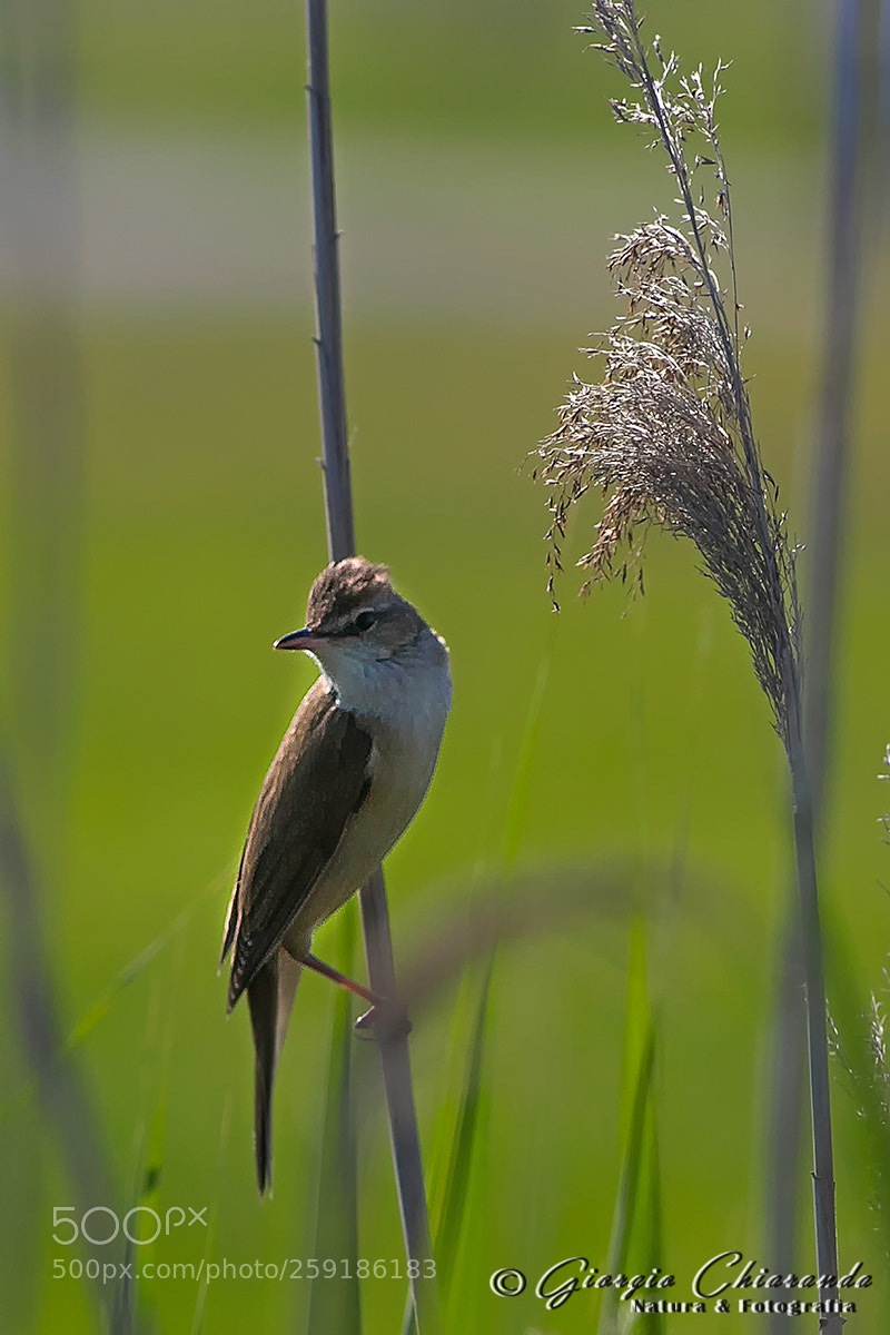 Canon EOS 7D Mark II sample photo. Cannareccione (acrocephalus arundinaceus) photography
