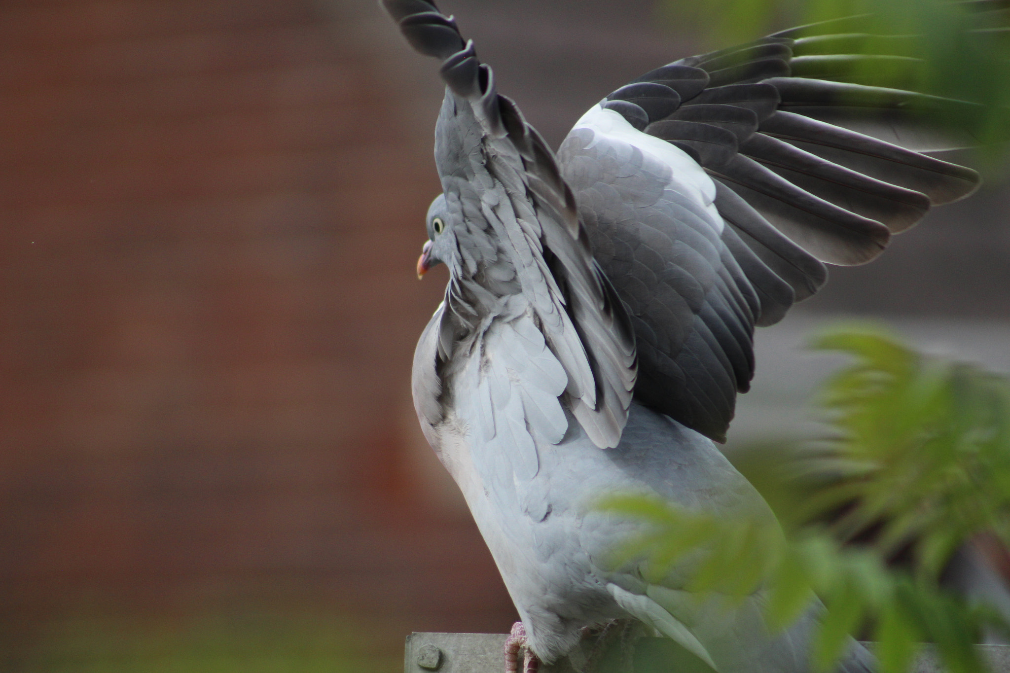Canon EOS 100D (EOS Rebel SL1 / EOS Kiss X7) sample photo. Wood pigeon wing spread photography