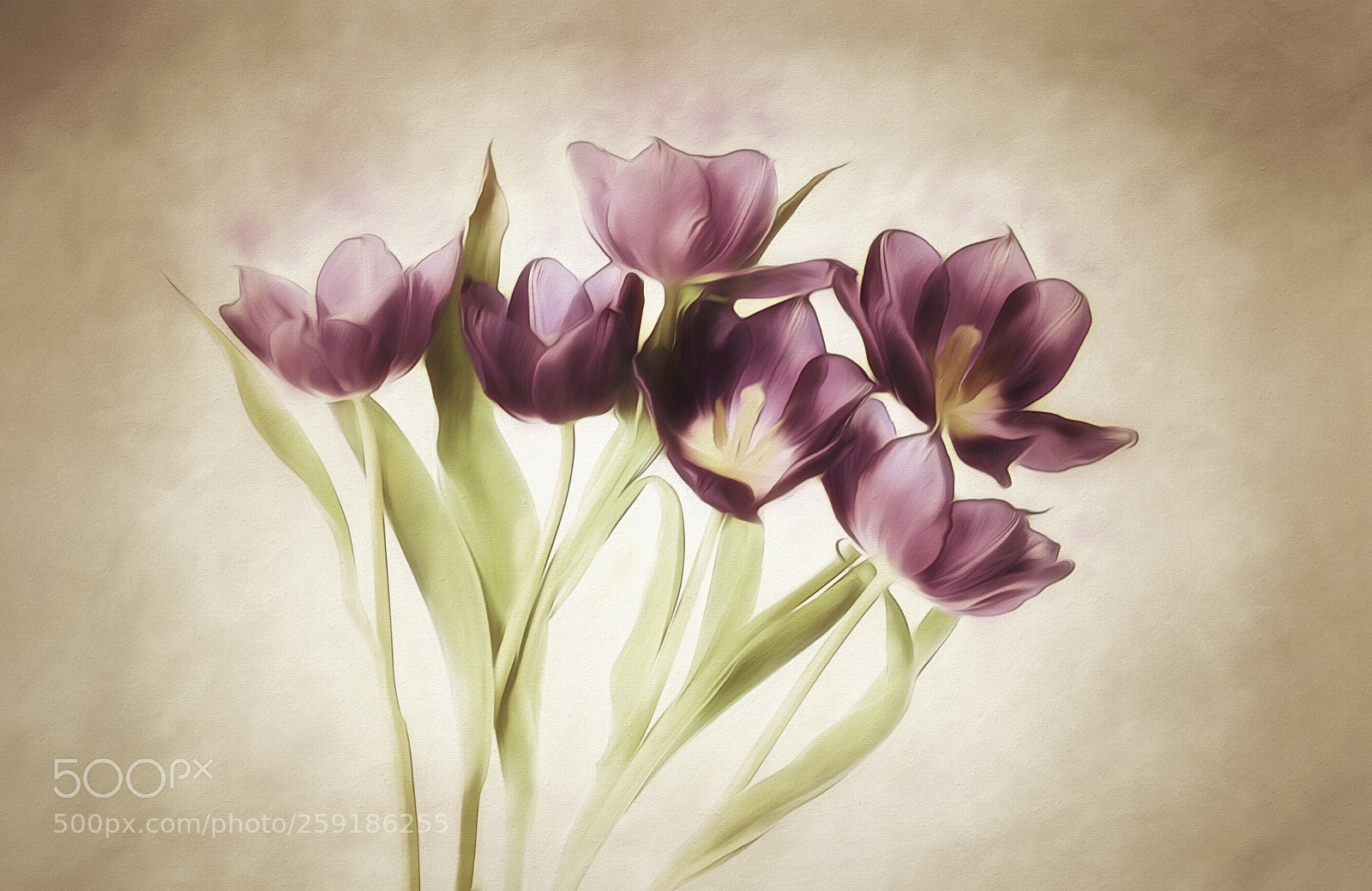 Canon EOS 5D Mark IV sample photo. Tulips photography