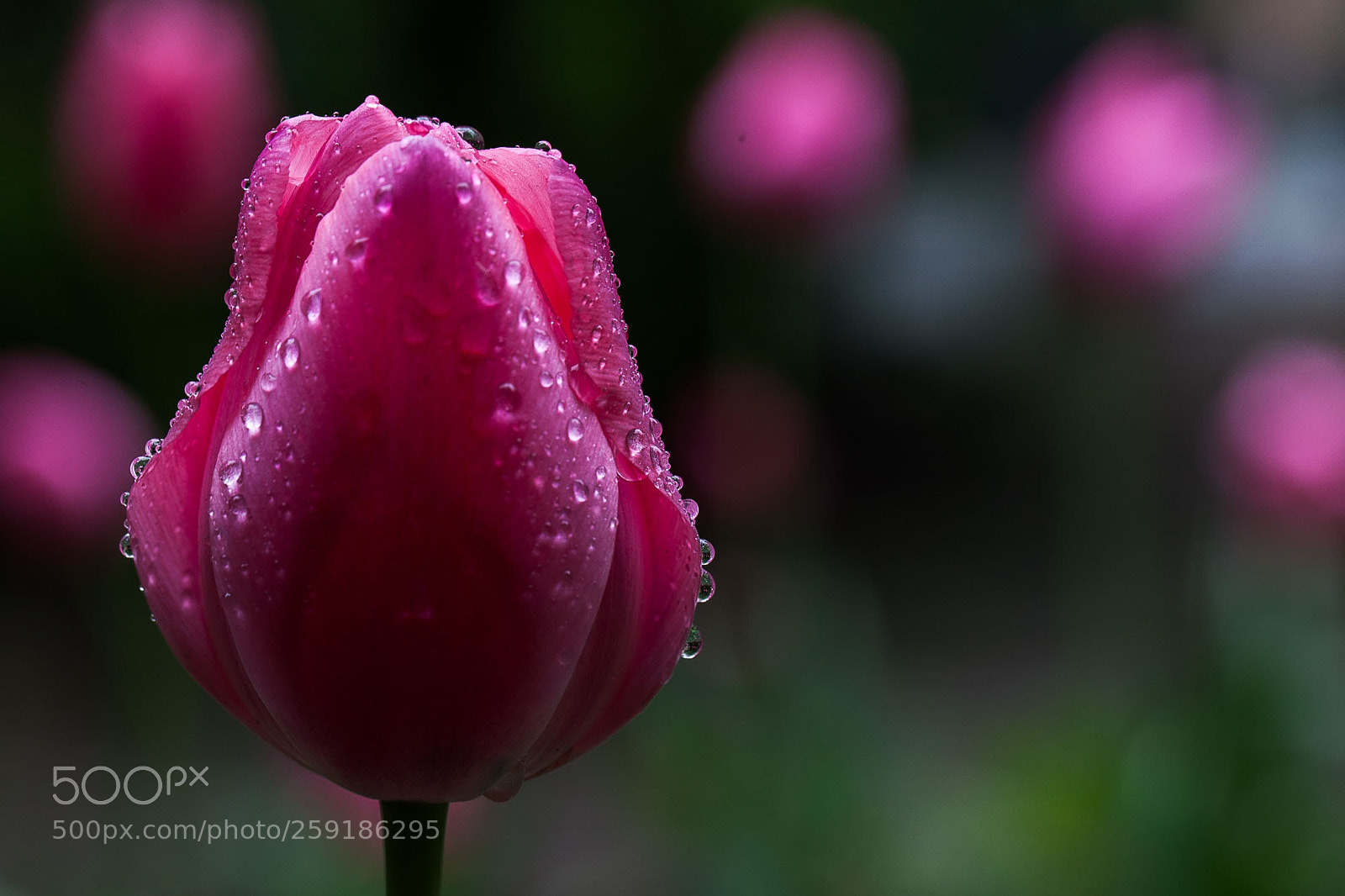 Canon EOS 5D Mark II sample photo. Untitled photography