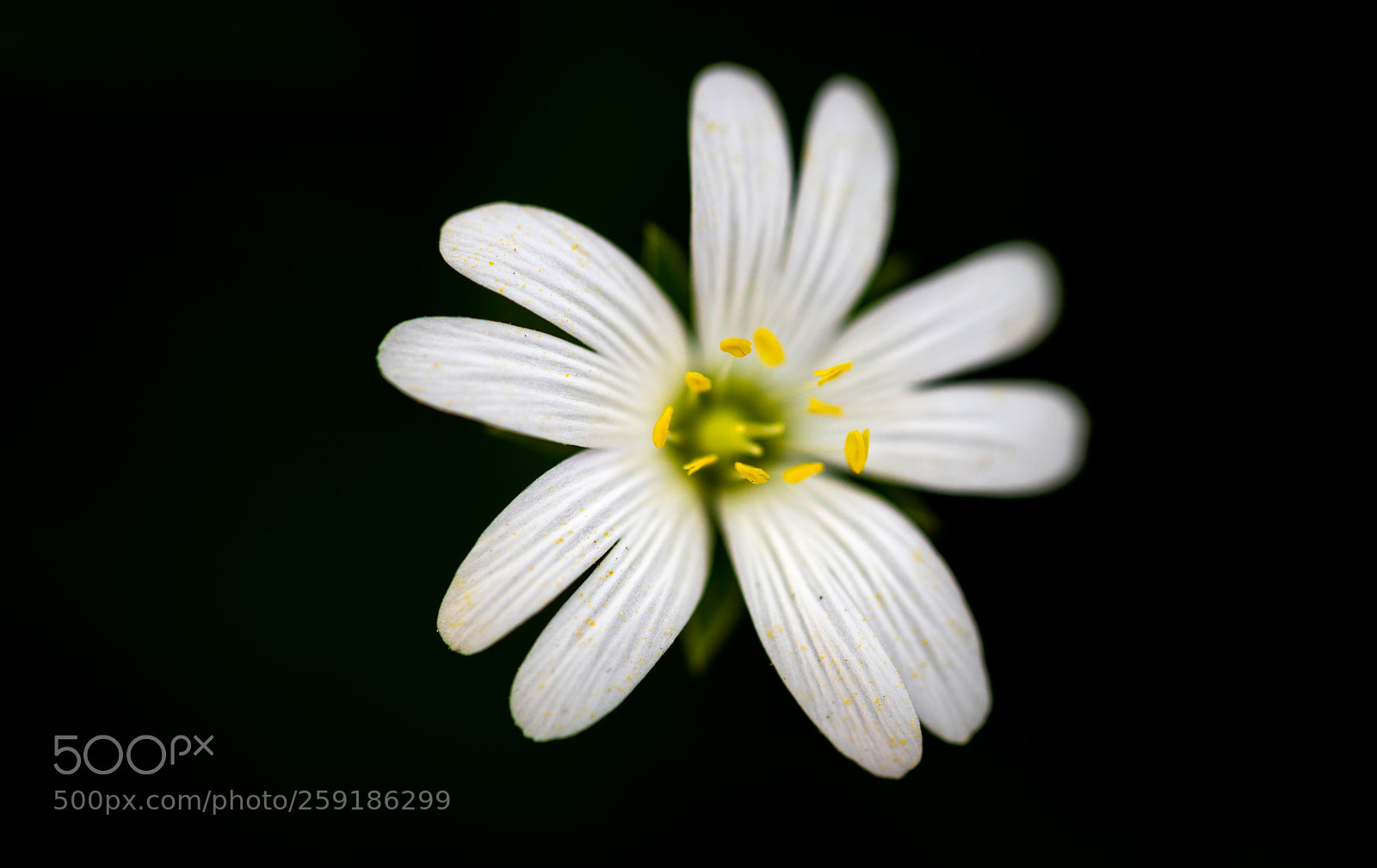 Canon EOS 5D Mark IV sample photo. Daisy photography