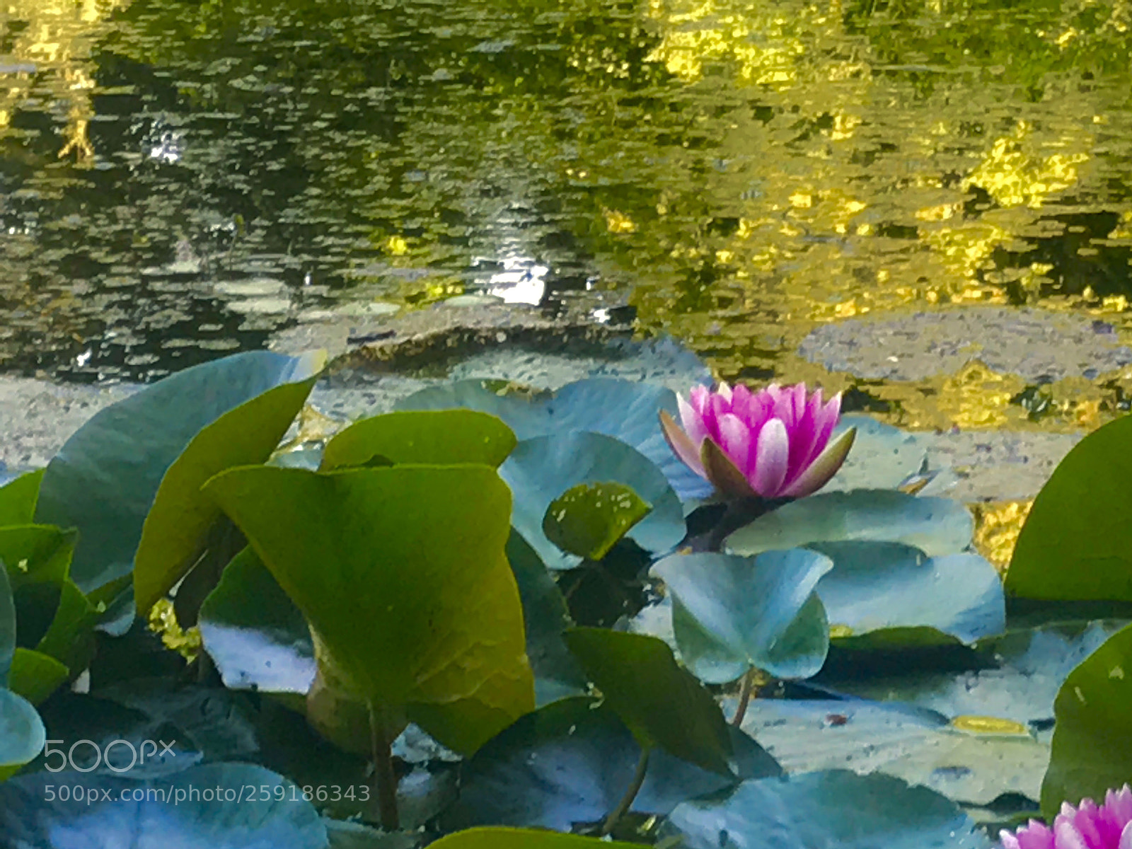 Apple iPhone 7 sample photo. Seerose  photography