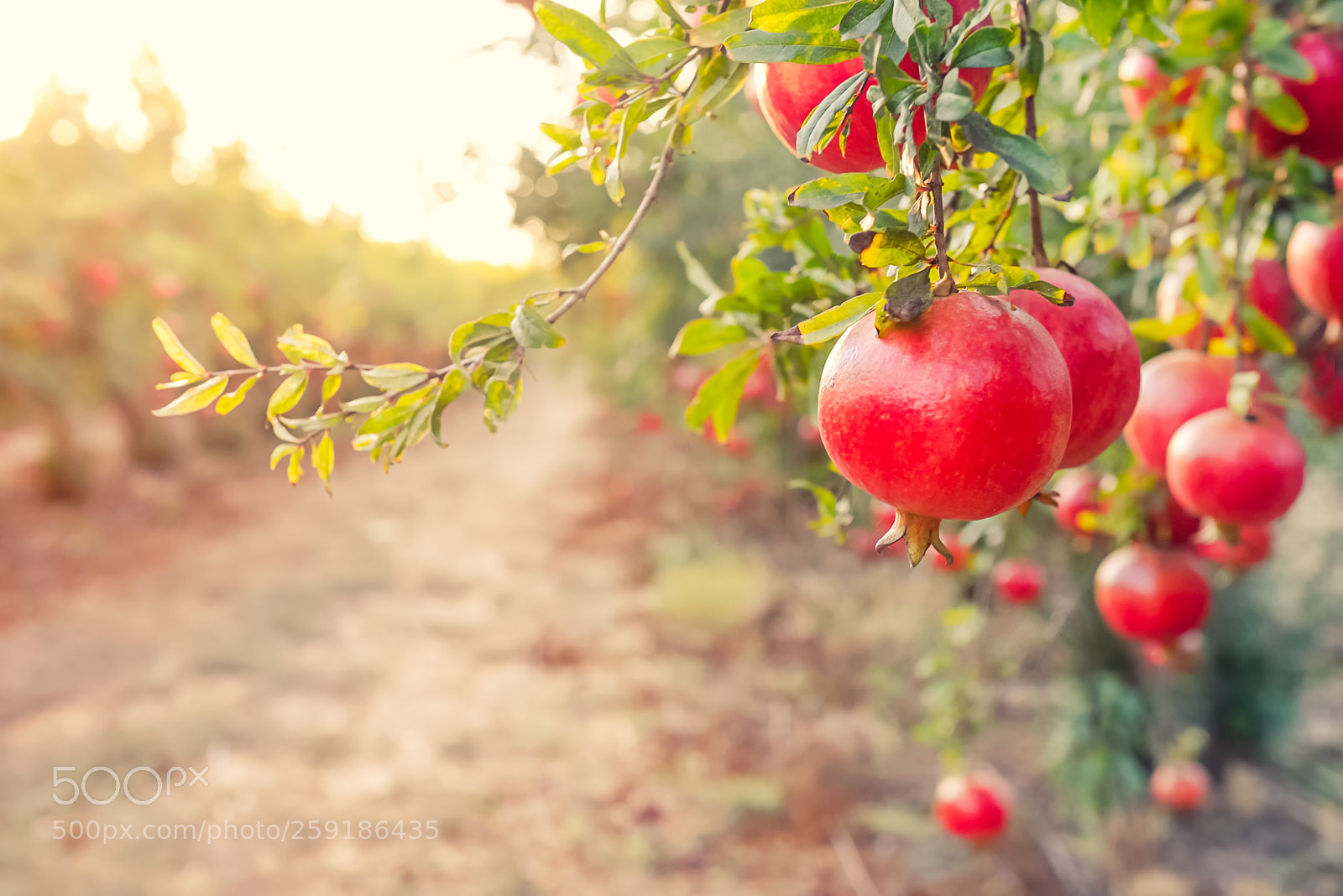Nikon D610 sample photo. Alley of ripe pomegranate photography