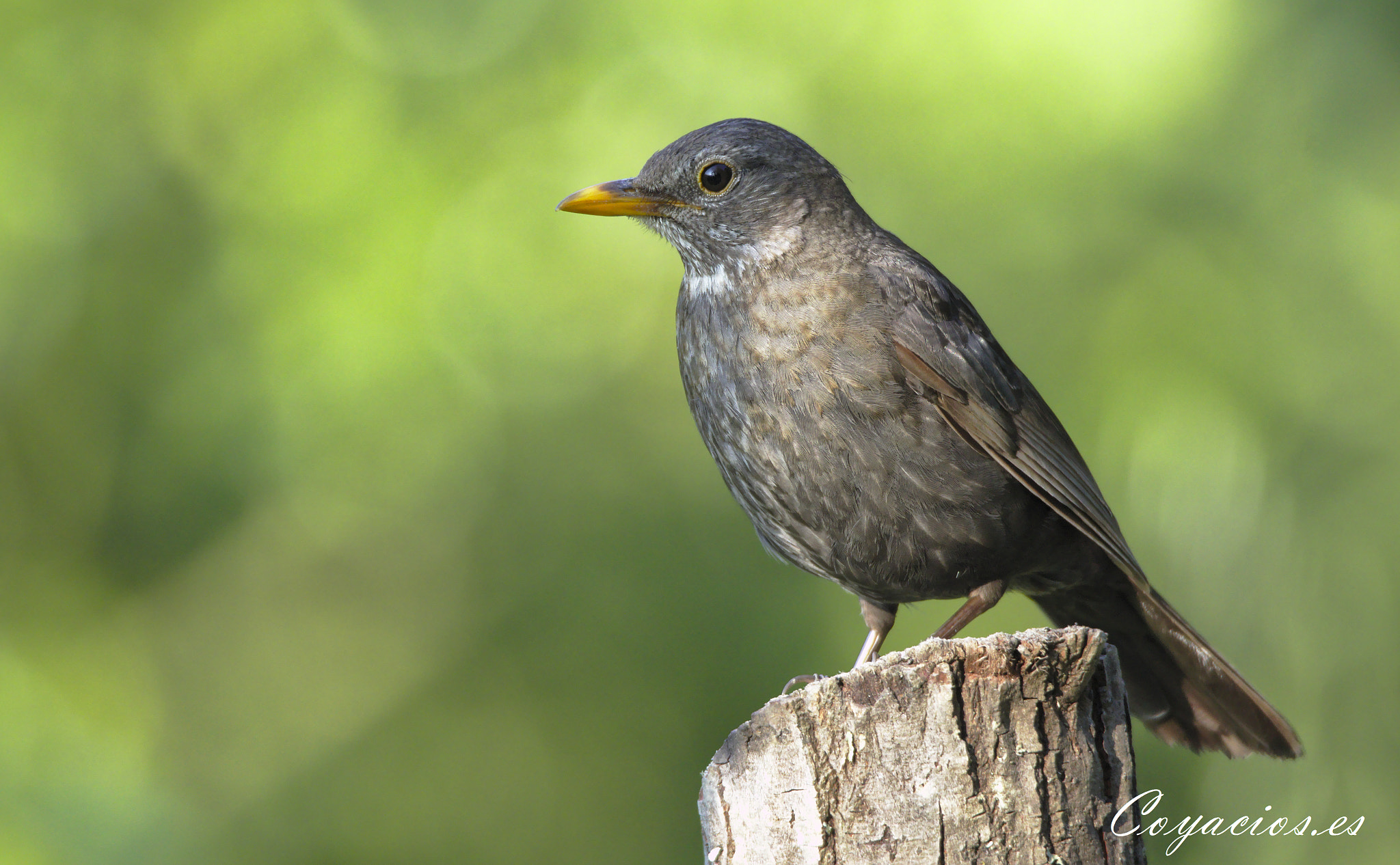 Canon EOS 7D Mark II sample photo. Mirlo común ♀ (turdus merula) photography