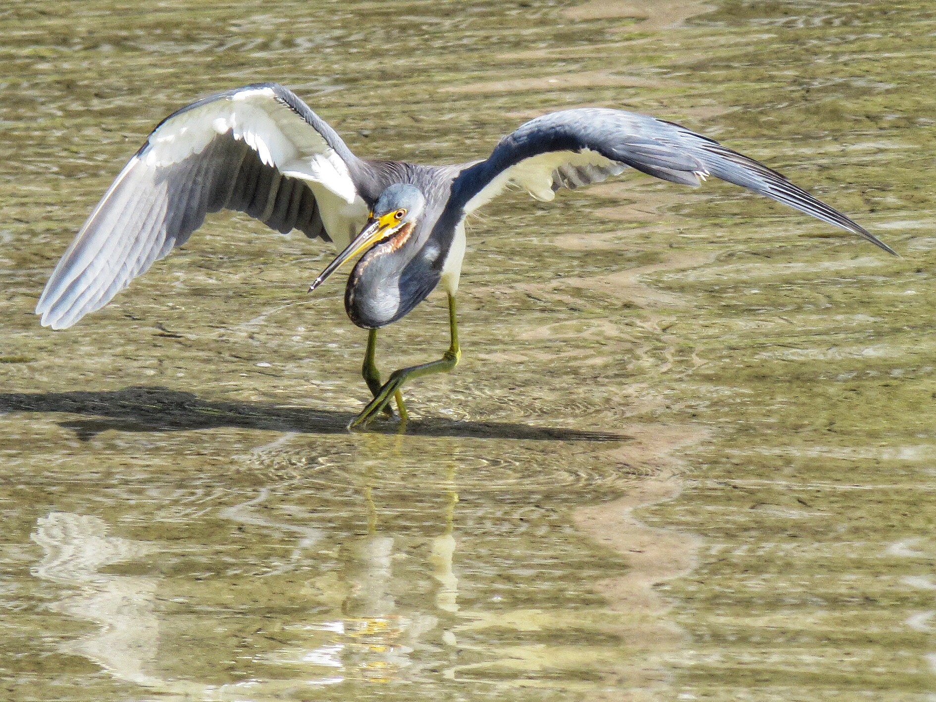 Canon PowerShot SX280 HS sample photo. Tri-colored heron hunting  photography