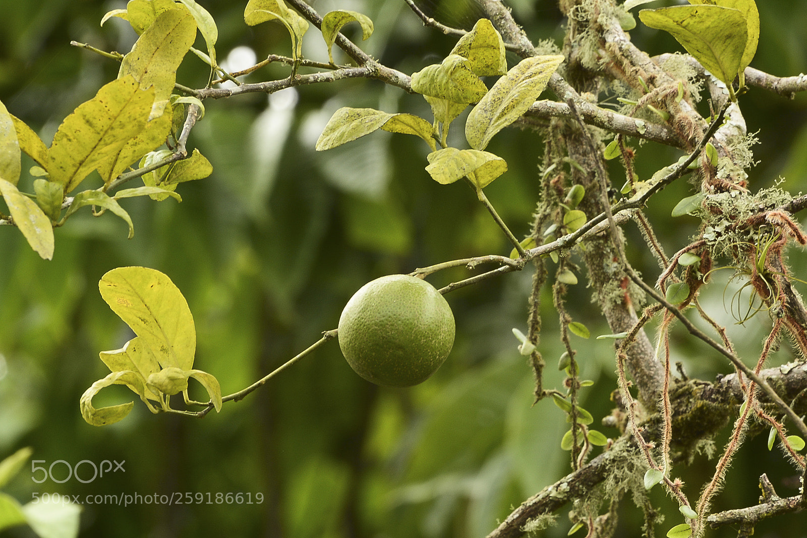 Nikon D7100 sample photo. Bem dito é o fruto. photography