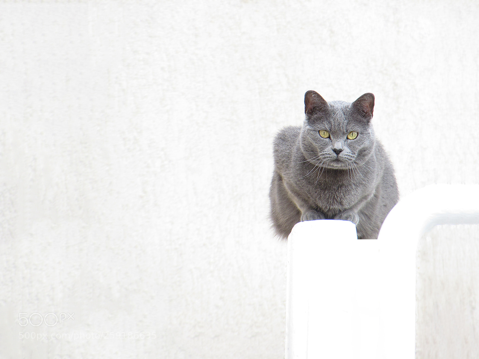 Canon PowerShot SX30 IS sample photo. Sixth floor cat photography