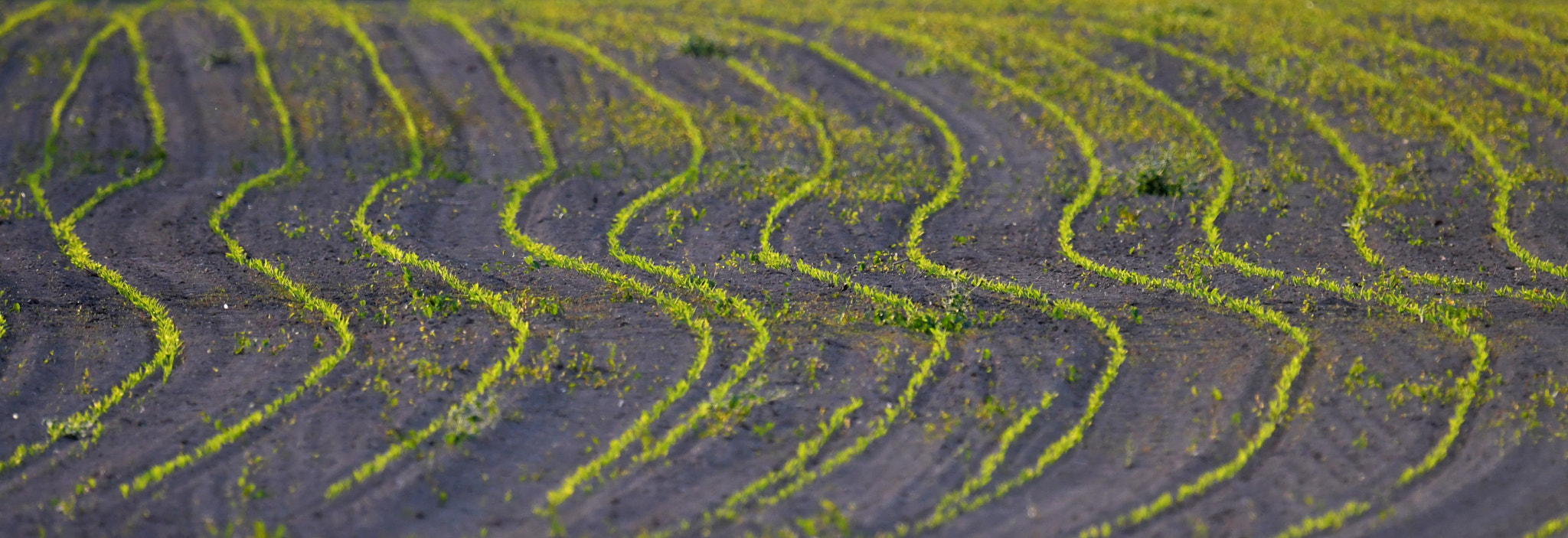 Nikon AF-S Nikkor 600mm F4G ED VR sample photo. Corn photography