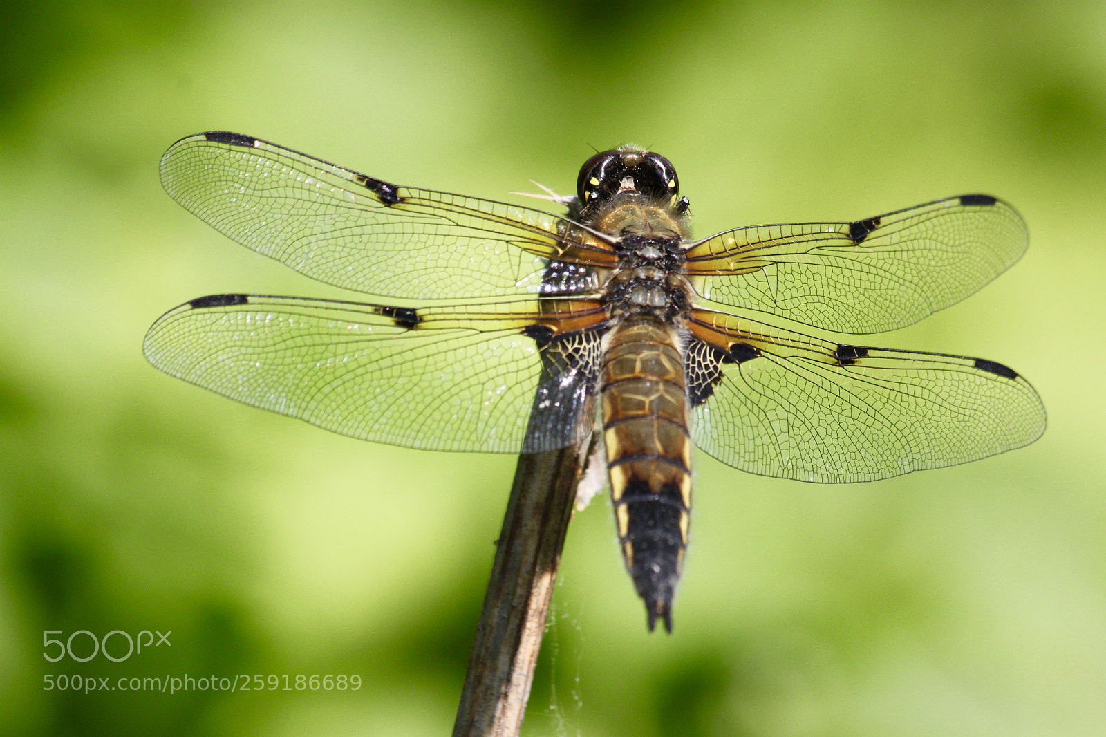 Canon EOS 500D (EOS Rebel T1i / EOS Kiss X3) sample photo. Dragonfly photography