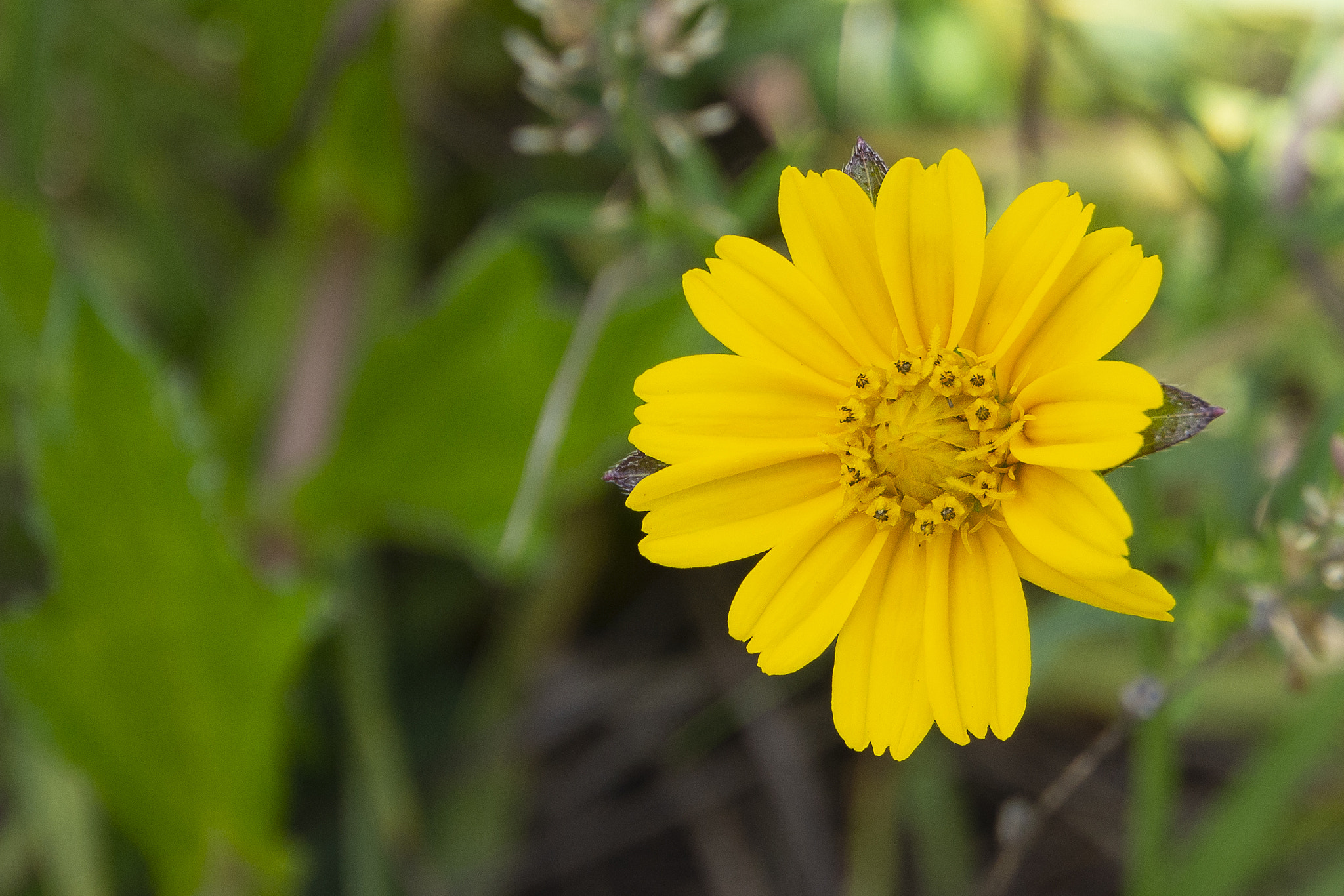 Olympus PEN E-PL5 sample photo. Wedelia flower photography