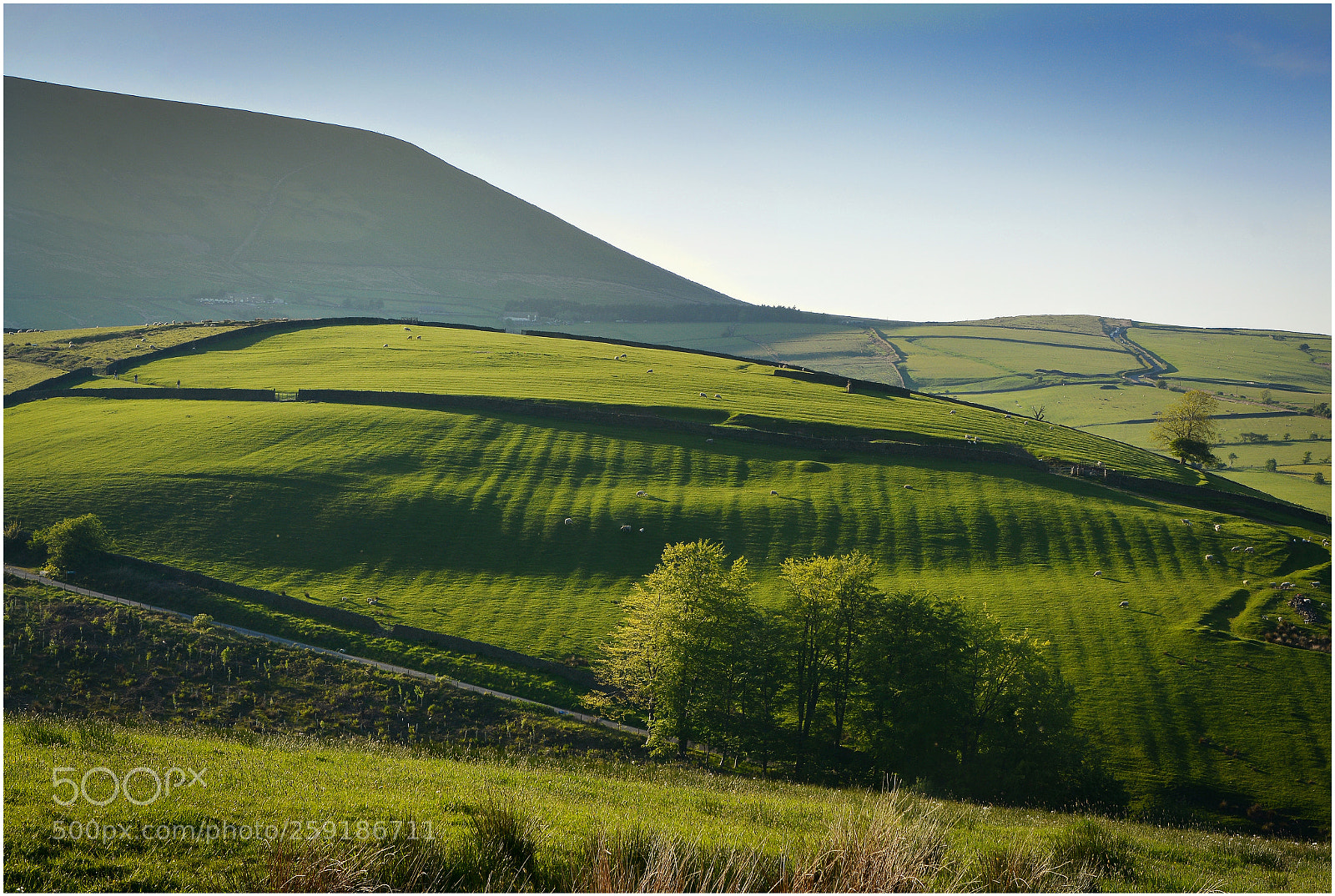 Nikon D7100 sample photo. Barley photography
