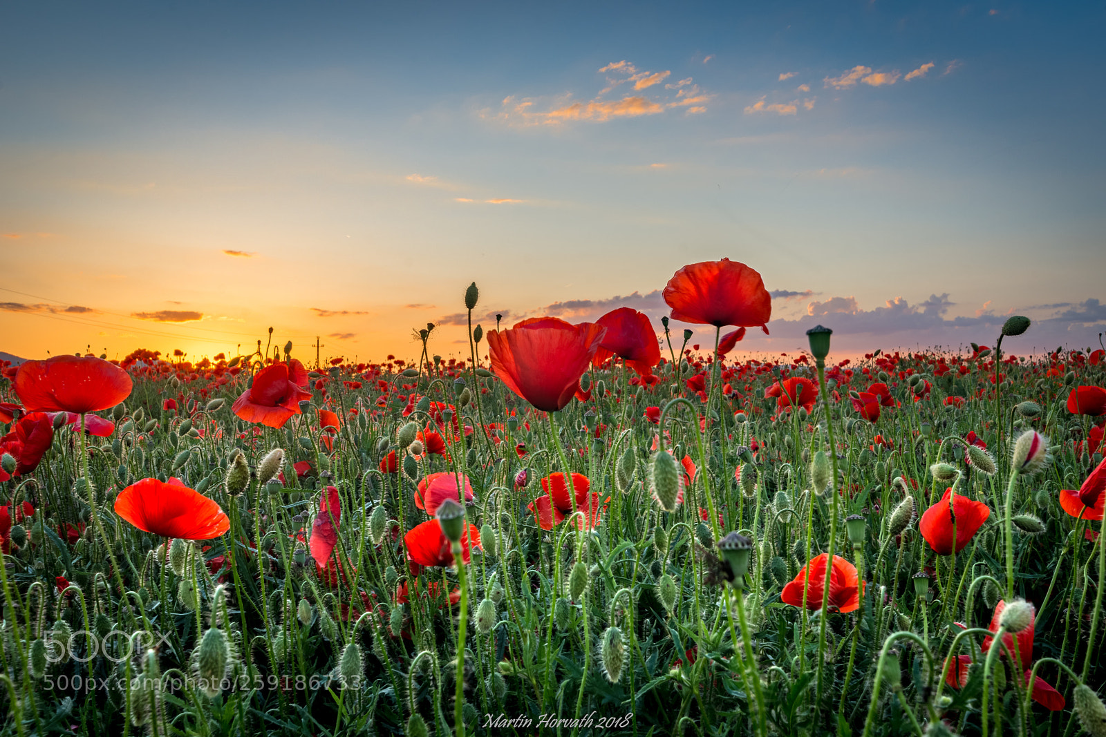 Nikon D7200 sample photo. Poppy field photography