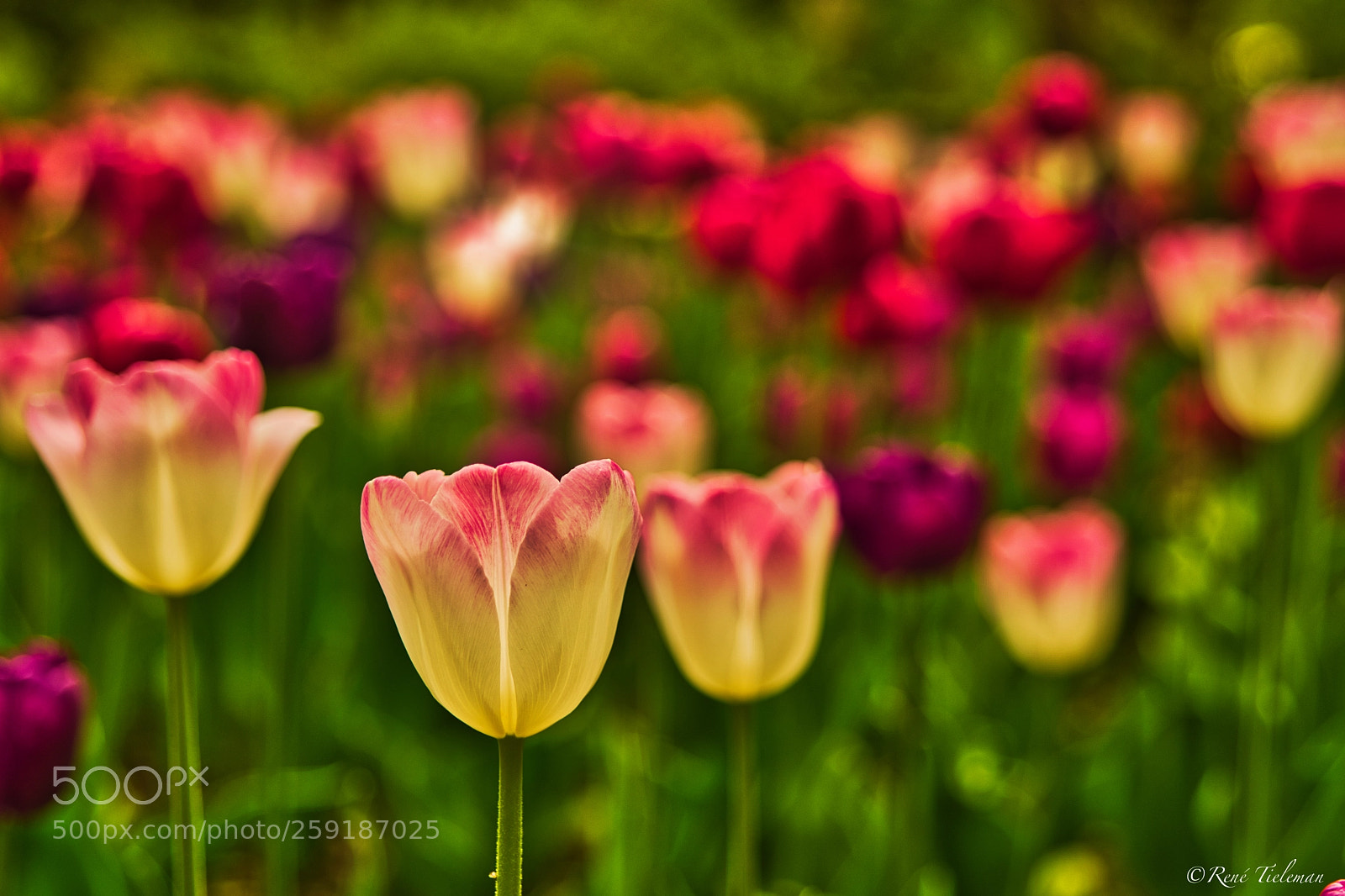 Nikon D500 sample photo. Tulipes photography