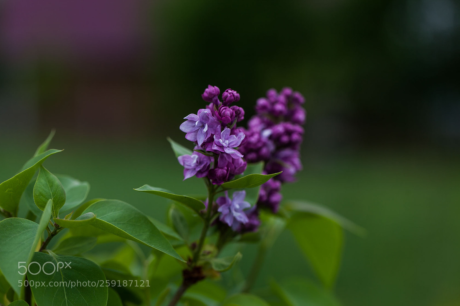 Canon EOS 5D Mark II sample photo. Untitled photography