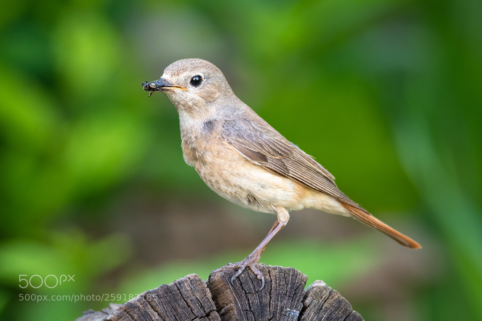 Nikon D500 sample photo. Little hunter photography