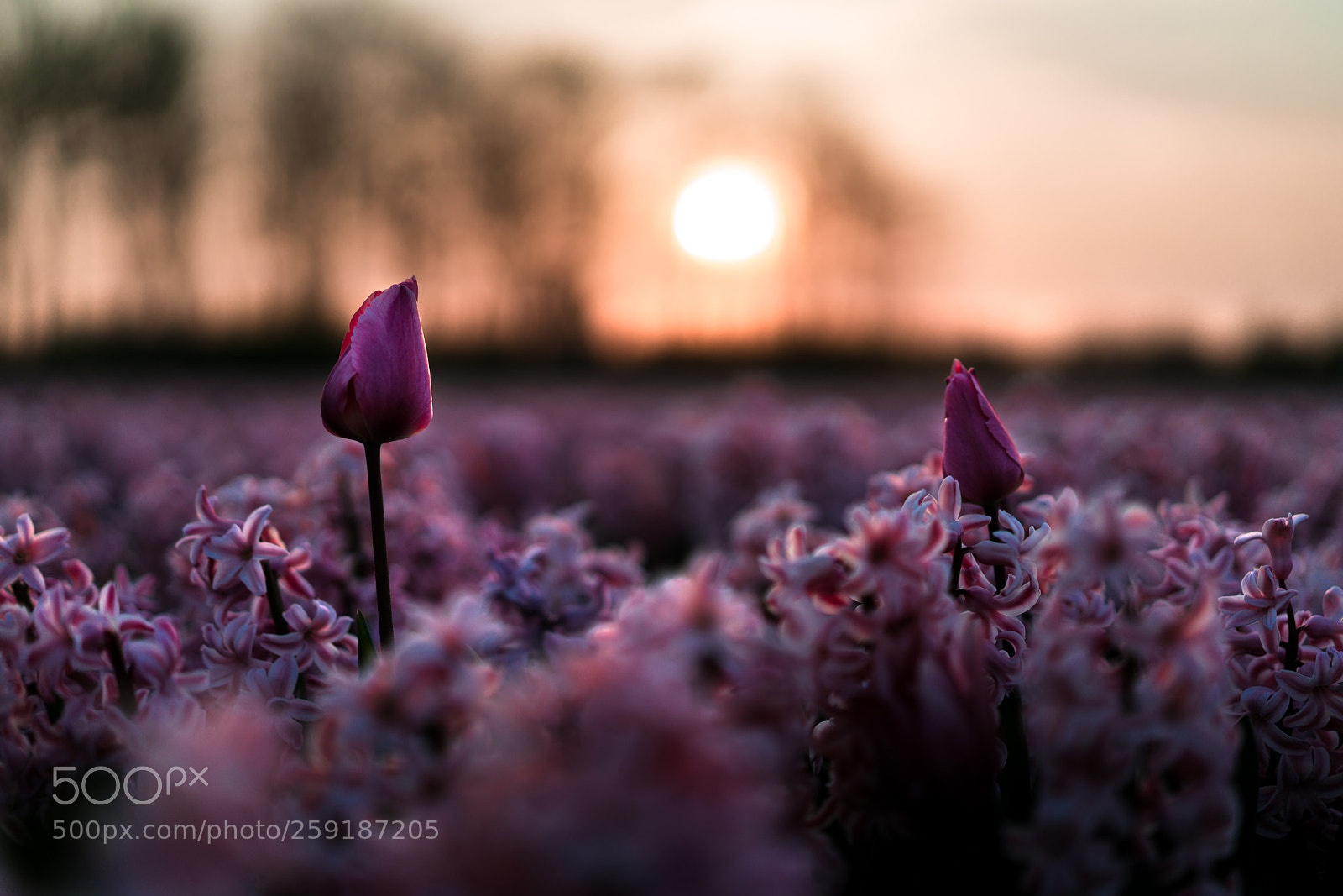 Sony a7R II sample photo. A romantic sunset for photography