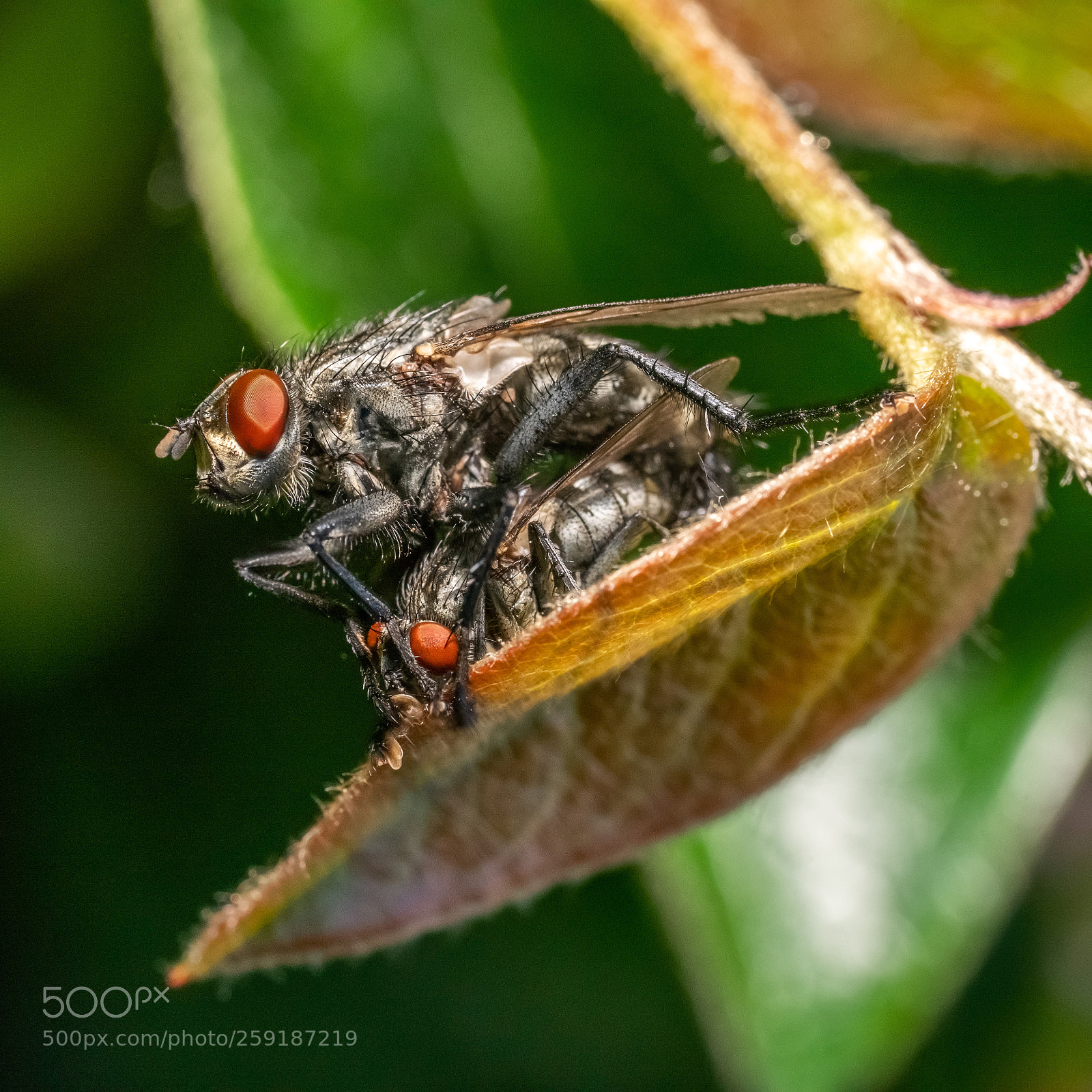 Sony a7R II sample photo. Sarcophaga carnaria photography