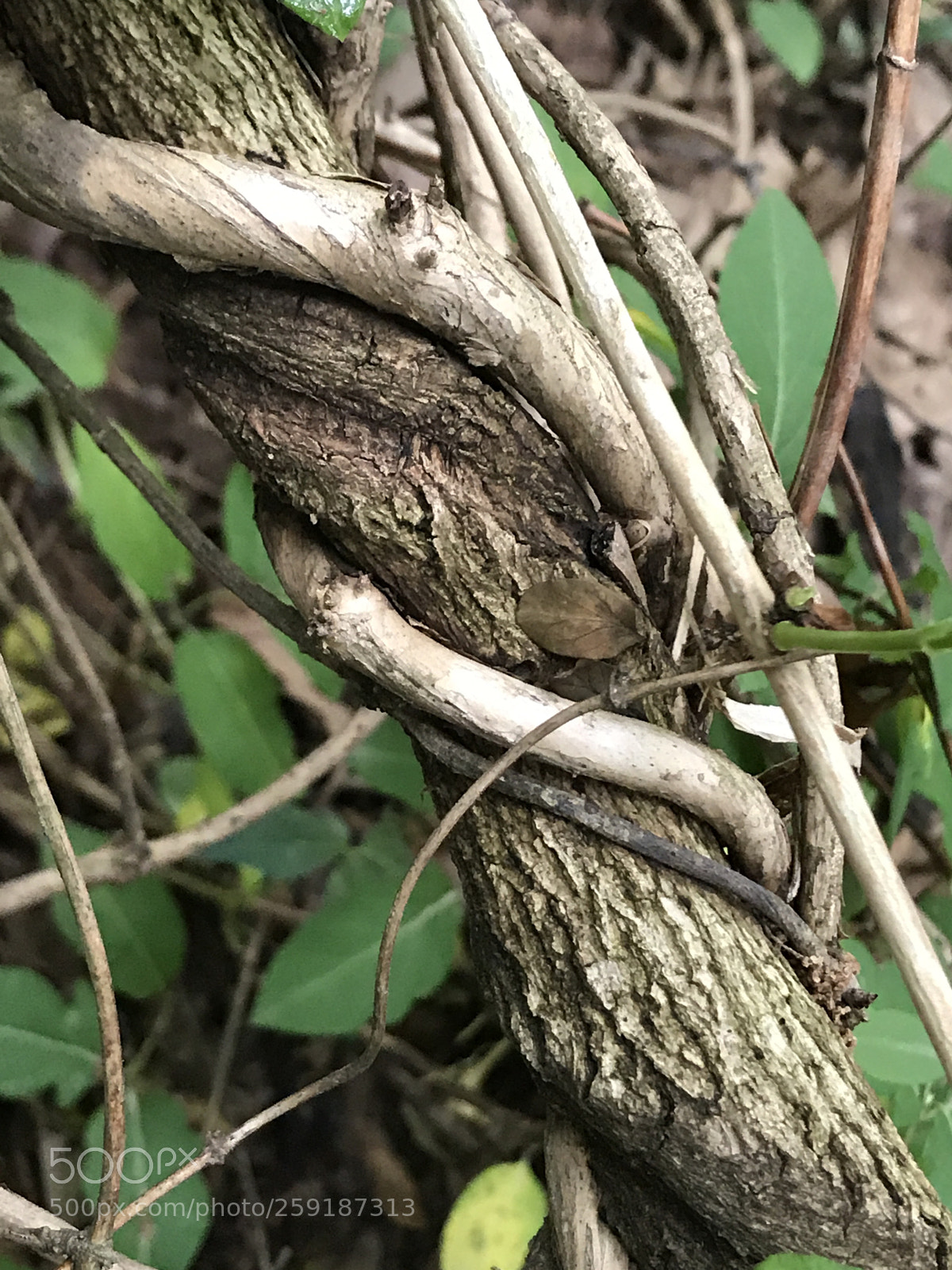 Apple iPhone 7 Plus sample photo. Untitled photography
