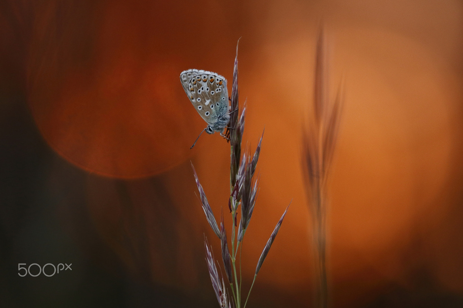 Canon EOS 80D sample photo. Rot photography