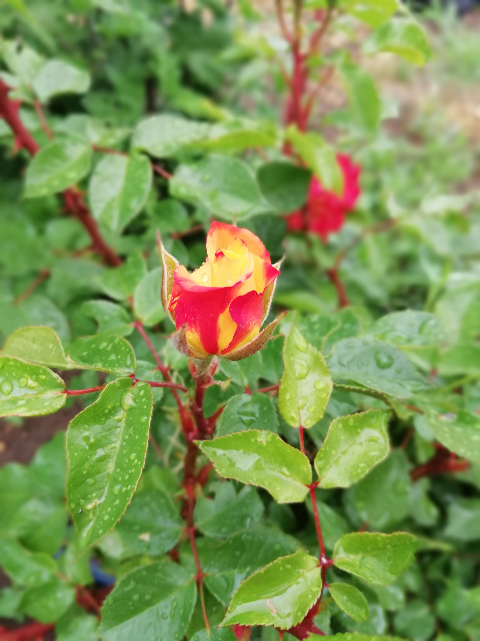 HUAWEI Mate 10 Lite sample photo