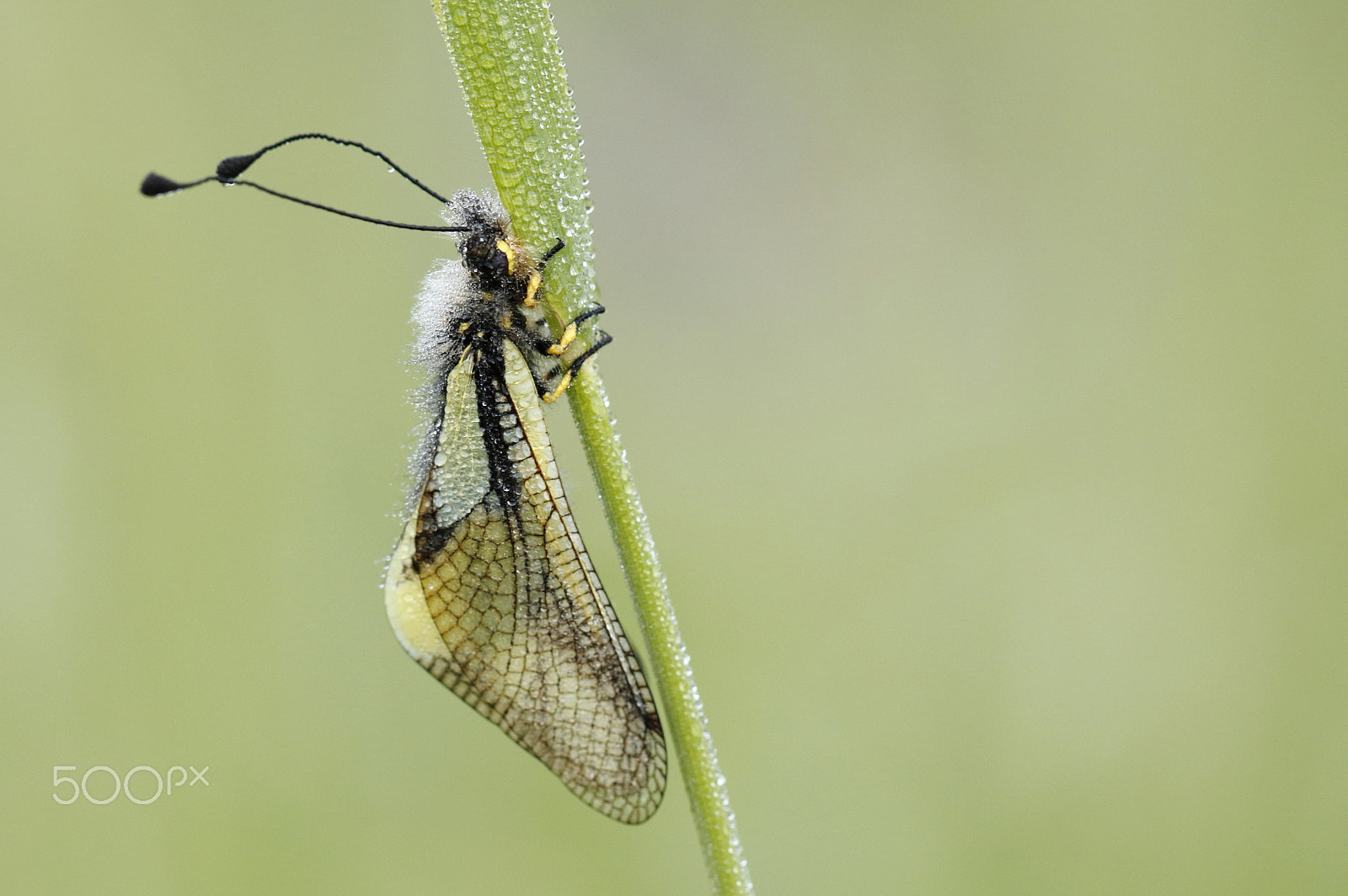 Canon EF 100mm F2.8L Macro IS USM sample photo. Libellen-schmetterlingshaft photography