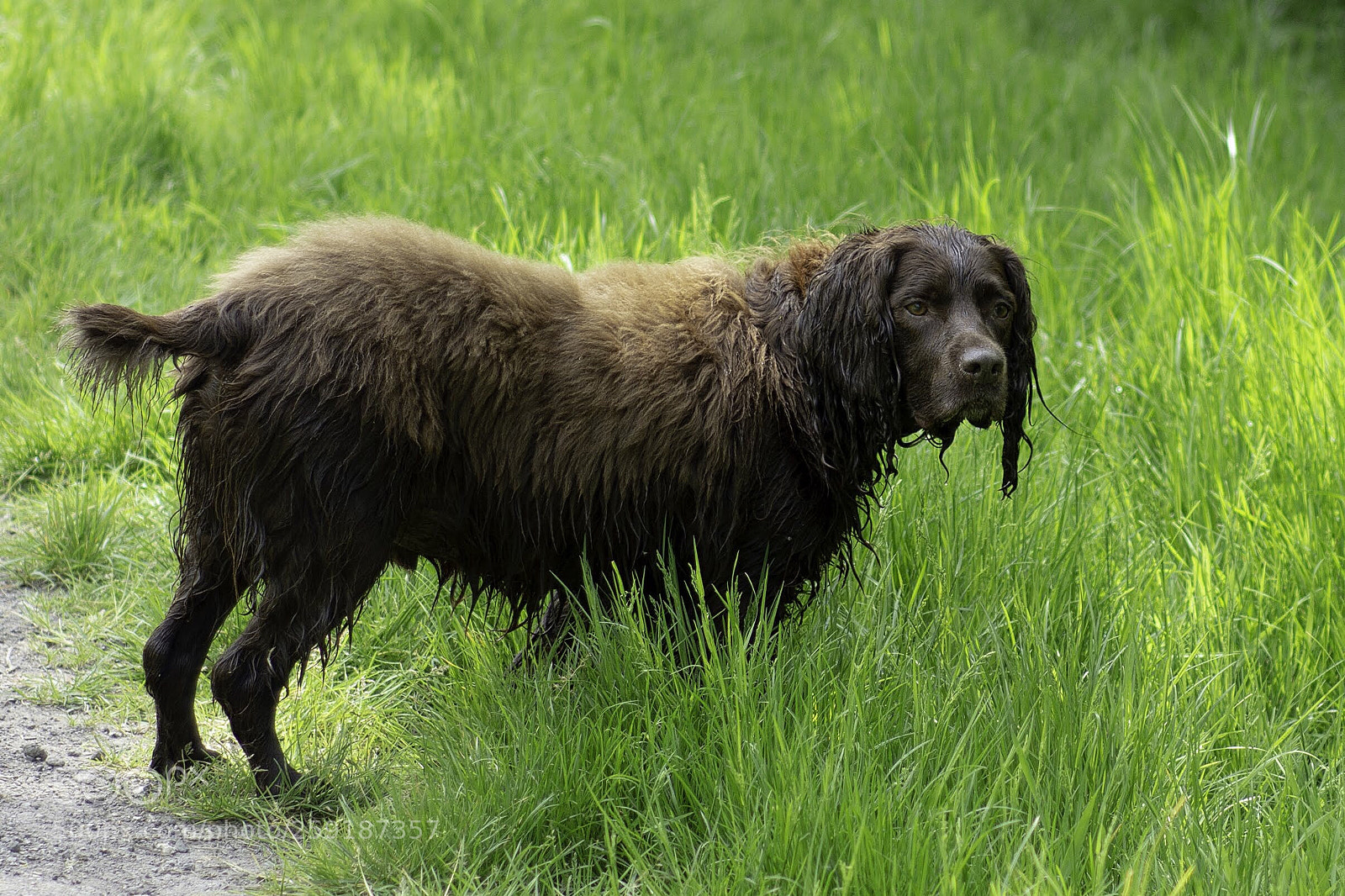 Nikon D7100 sample photo. Soggy springer photography