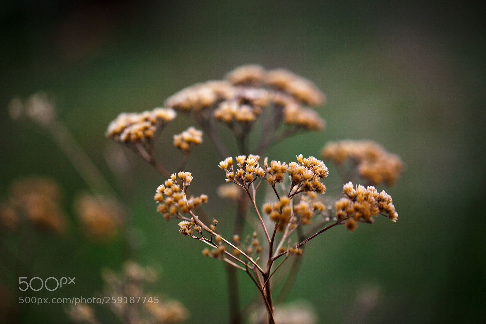 Canon EOS 5D Mark II sample photo. Untitled photography