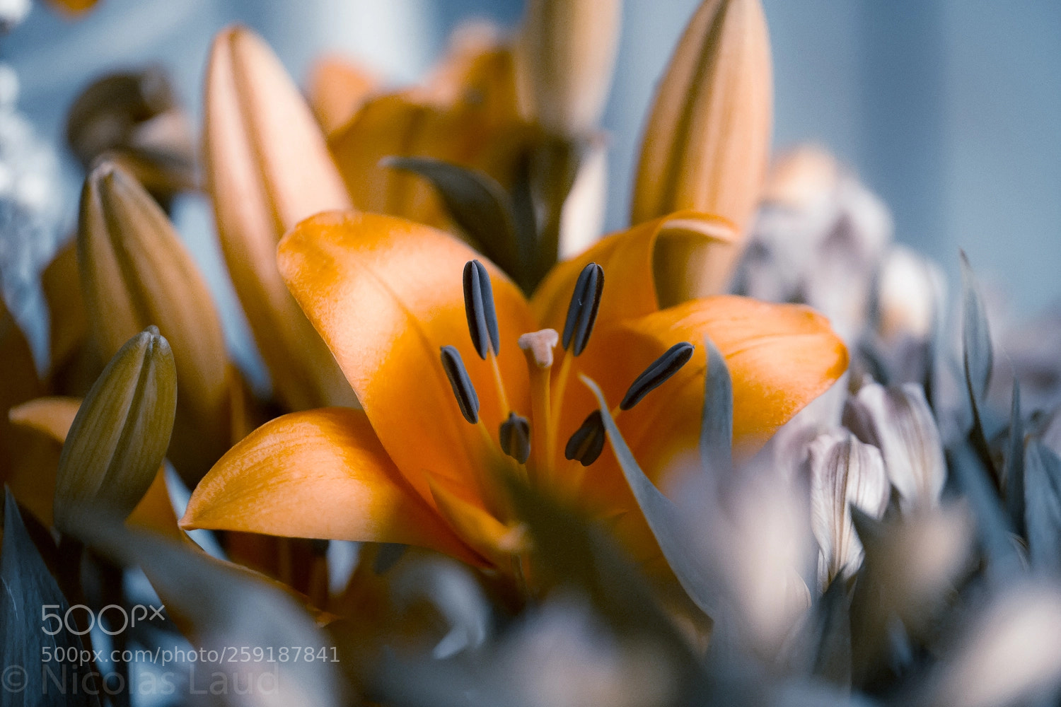 Canon EOS 6D sample photo. Lys flowers photography