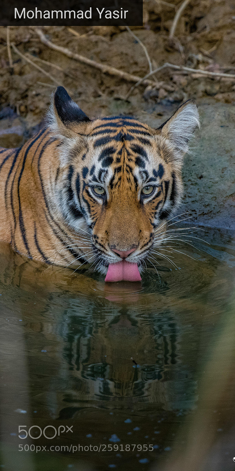 Nikon D850 sample photo. Lap it up photography