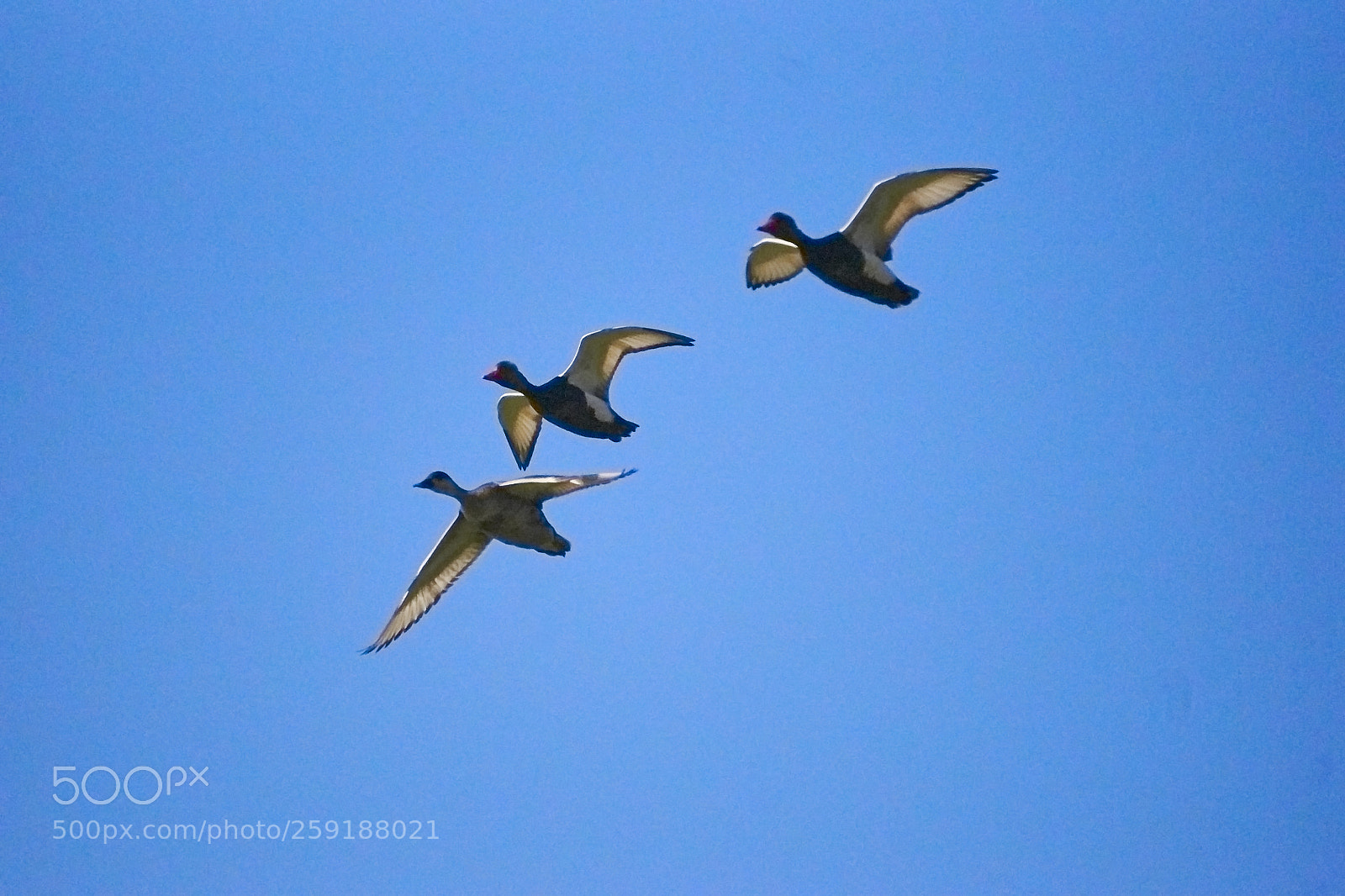 Sony Alpha DSLR-A700 sample photo. Flying ducks photography