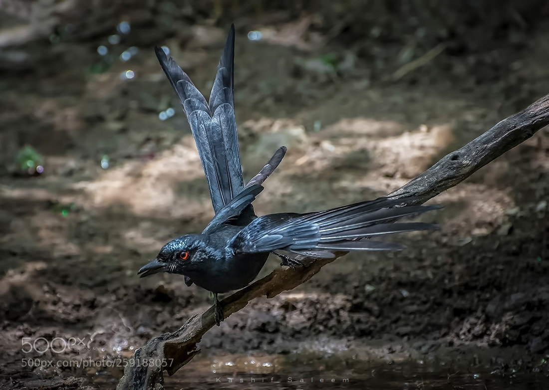 Nikon D7200 sample photo. Ashy drongo photography