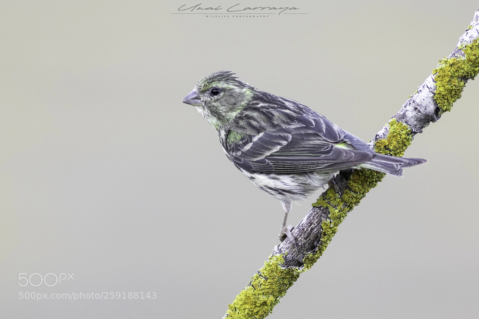 Canon EOS 7D Mark II sample photo. Verdecillo - serinus serinus photography
