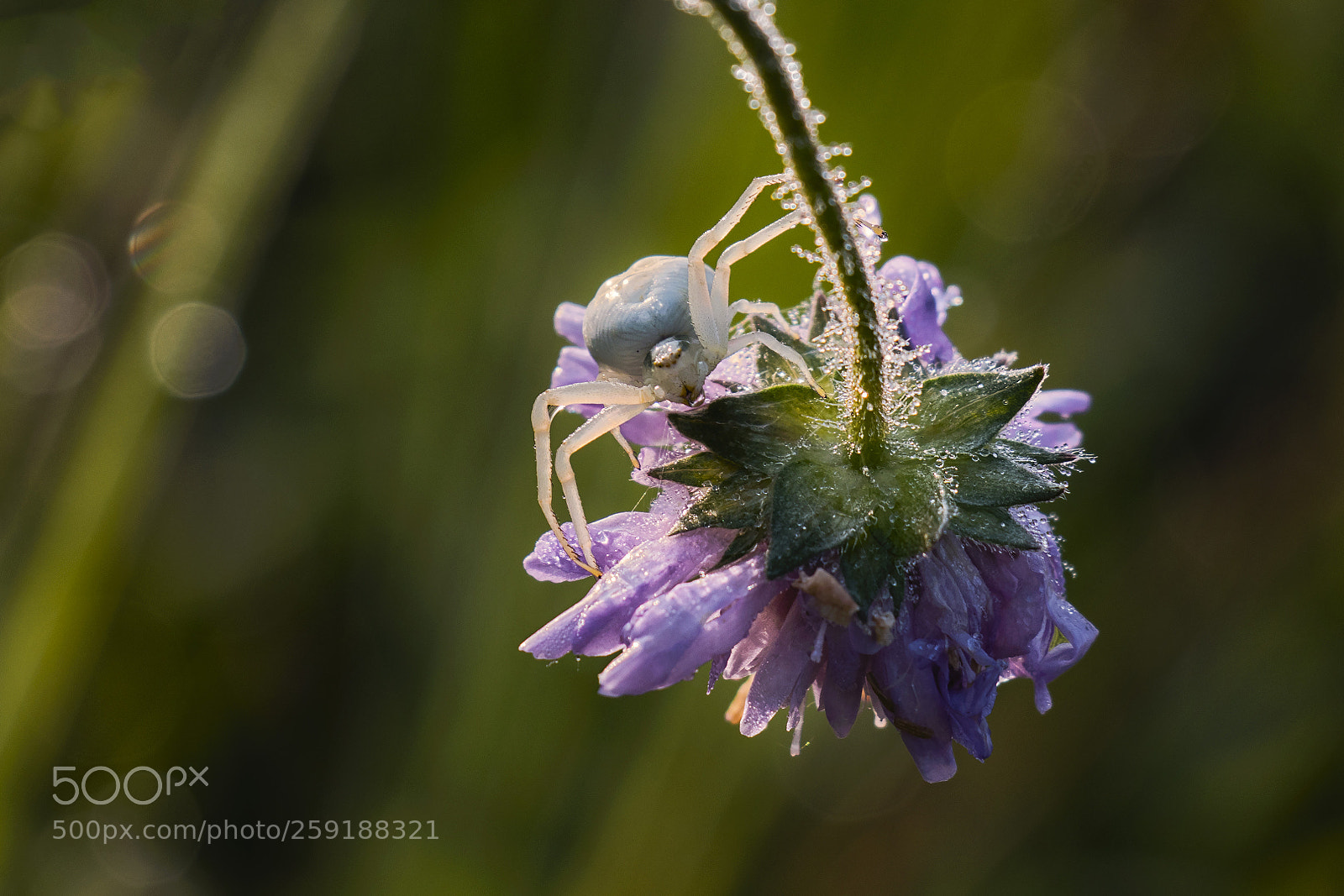 Canon EOS 80D sample photo. Spider photography
