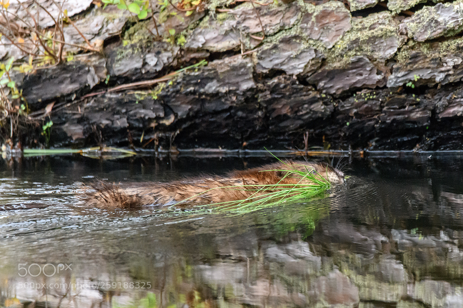 Nikon D850 sample photo. Muskrat at work photography