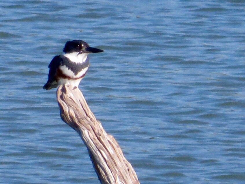 Canon PowerShot SX280 HS sample photo. Belted kingfisher photography