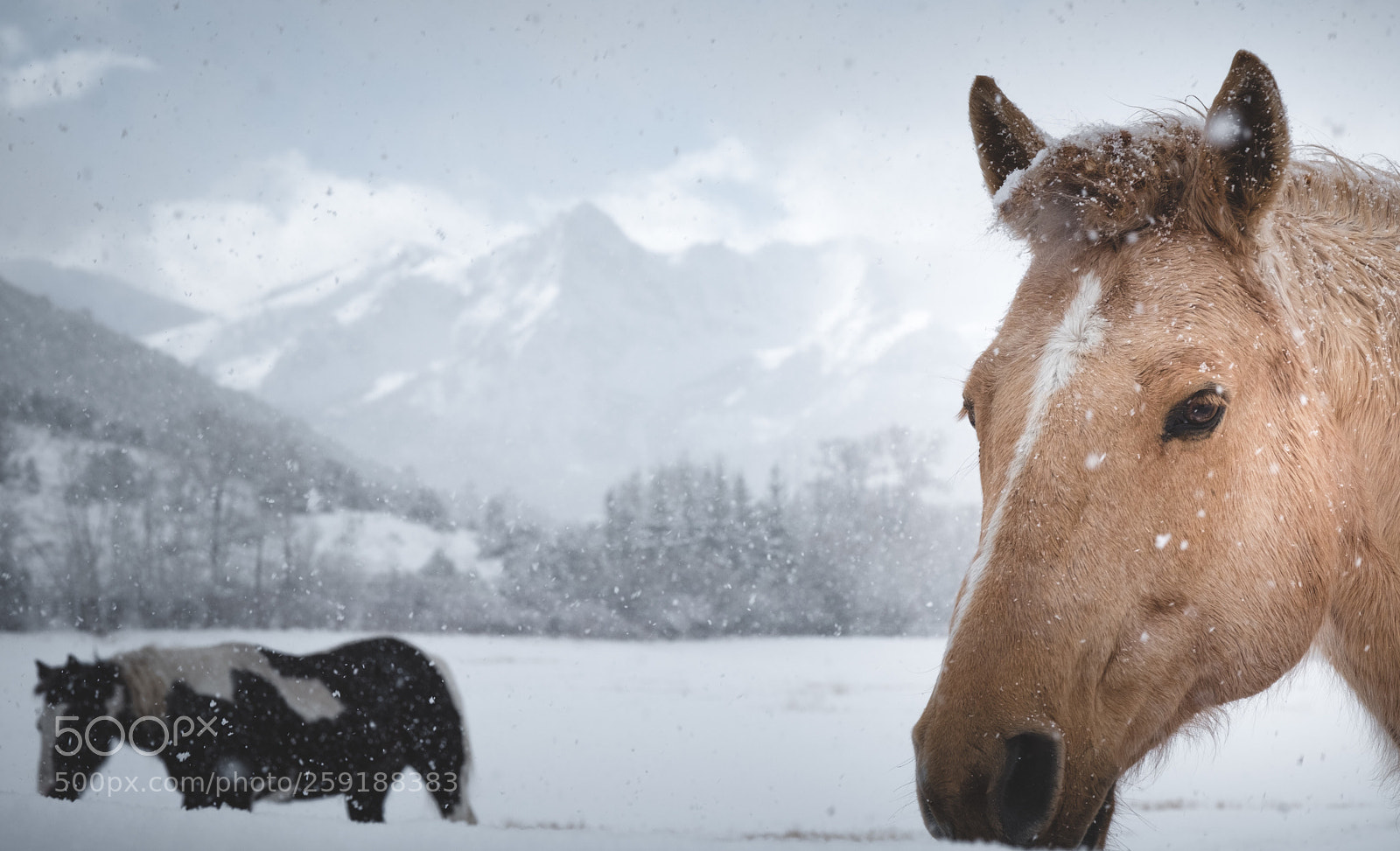 Fujifilm X-Pro2 sample photo. Ranch life photography