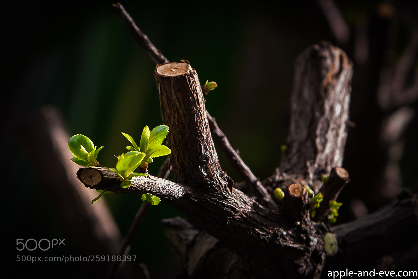 Nikon D750 sample photo. Buds photography