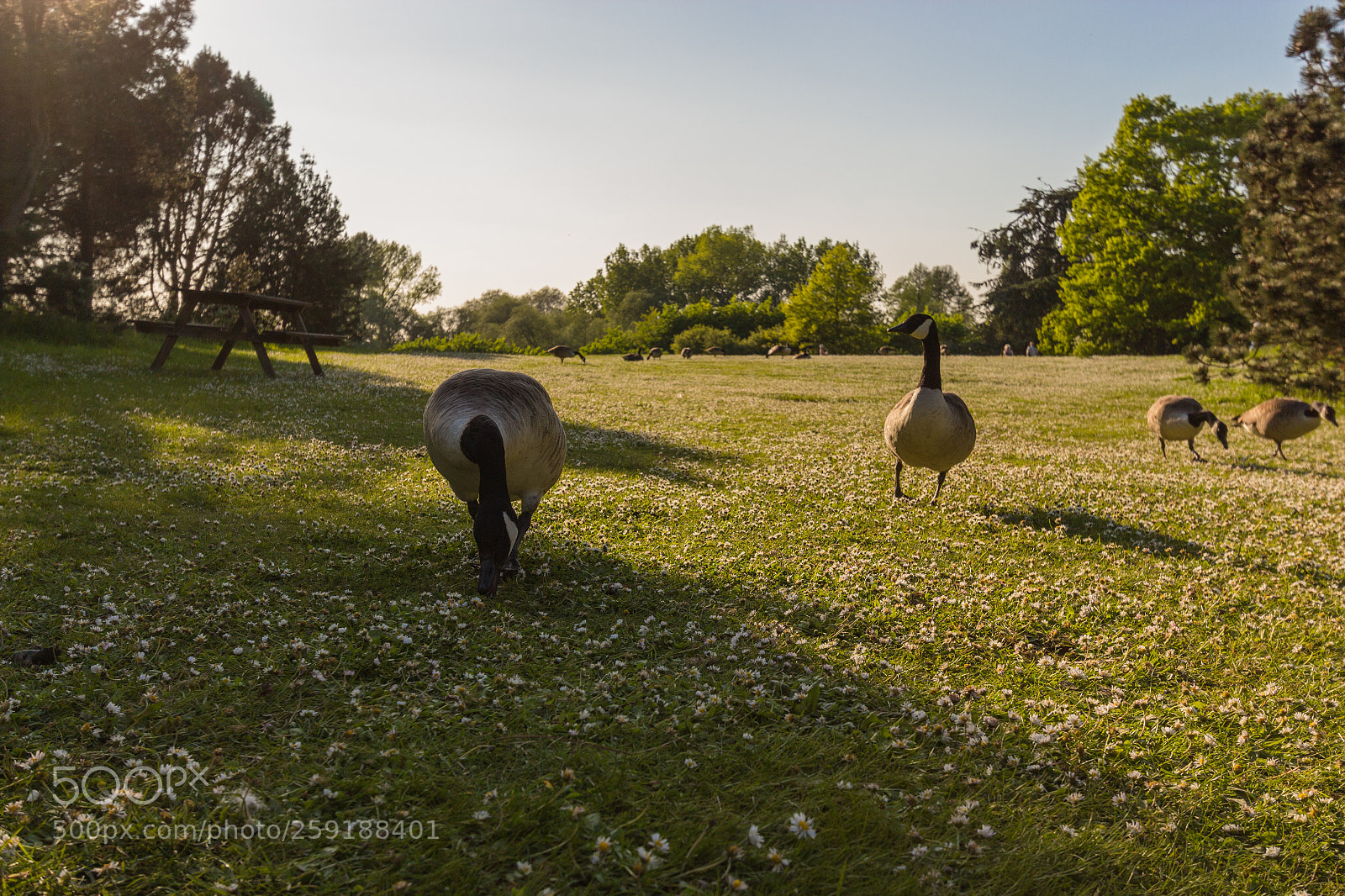 Canon EOS 650D (EOS Rebel T4i / EOS Kiss X6i) sample photo. Happy goose photography