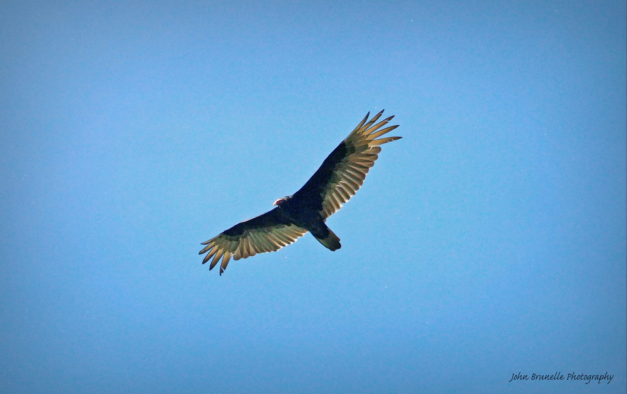 Samsung NX500 sample photo. Turkey vulture may 23 photography