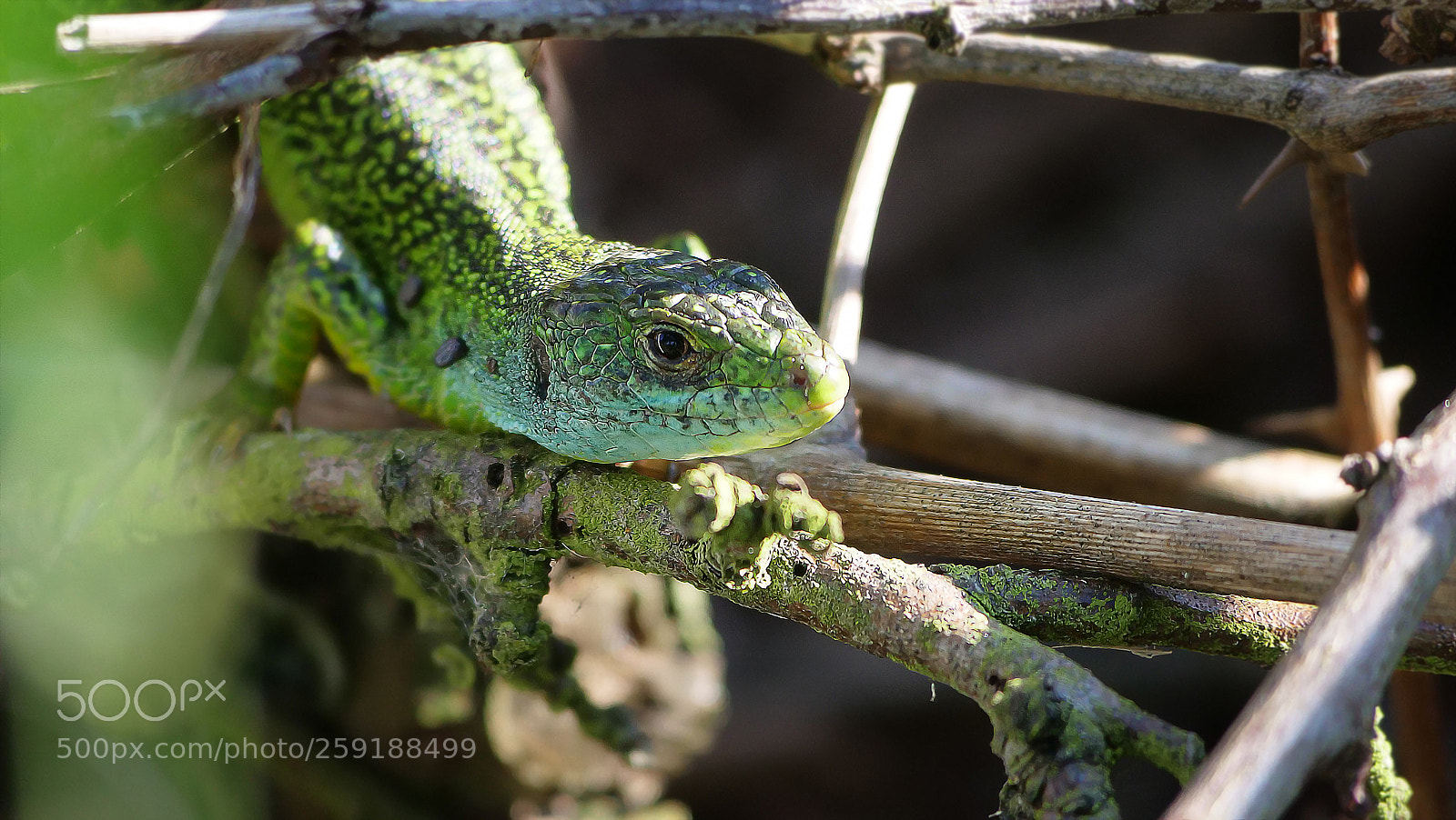 Panasonic Lumix DC-GH5 sample photo. Lezard photography