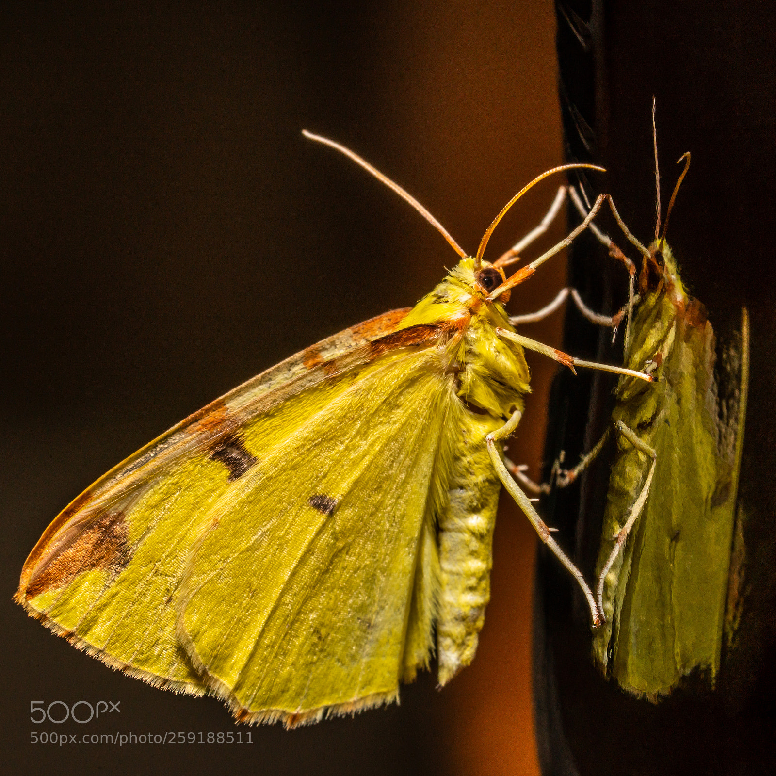 Sony a7R II sample photo. Brimstone moth (opisthograptis luteolata) photography