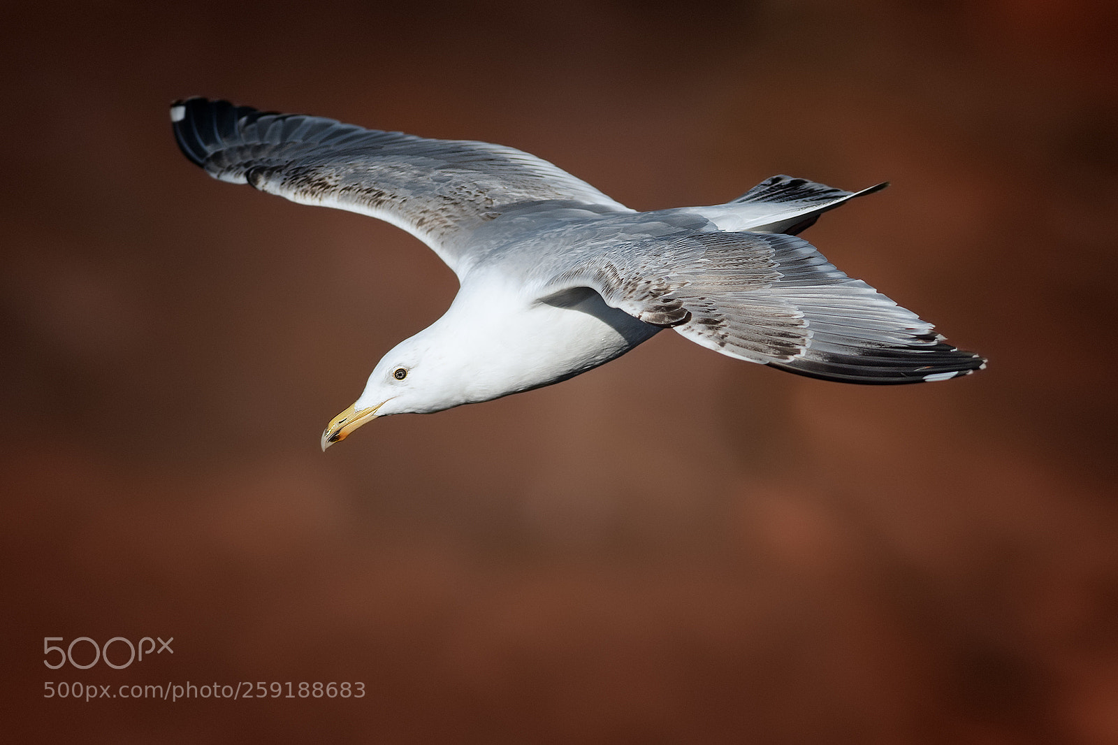 Nikon D500 sample photo. Common gull photography