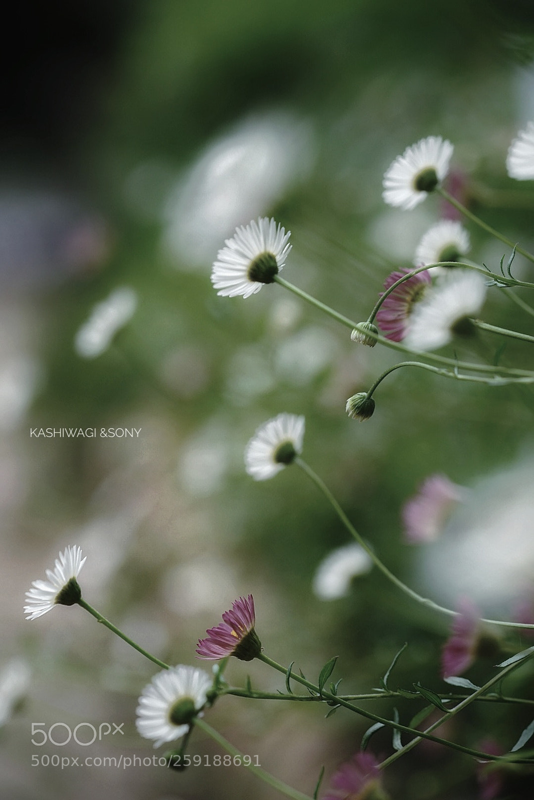 Sony a7 II sample photo. Erigeron in the breeze? photography