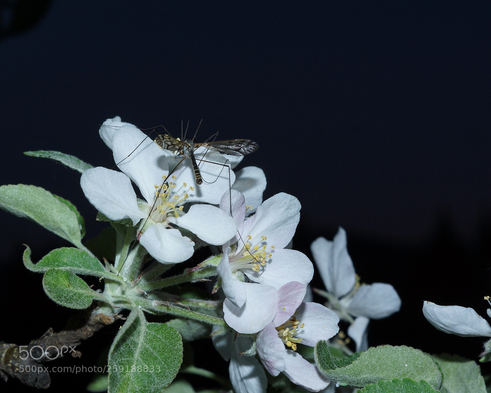 Sony SLT-A77 sample photo. Insect photography
