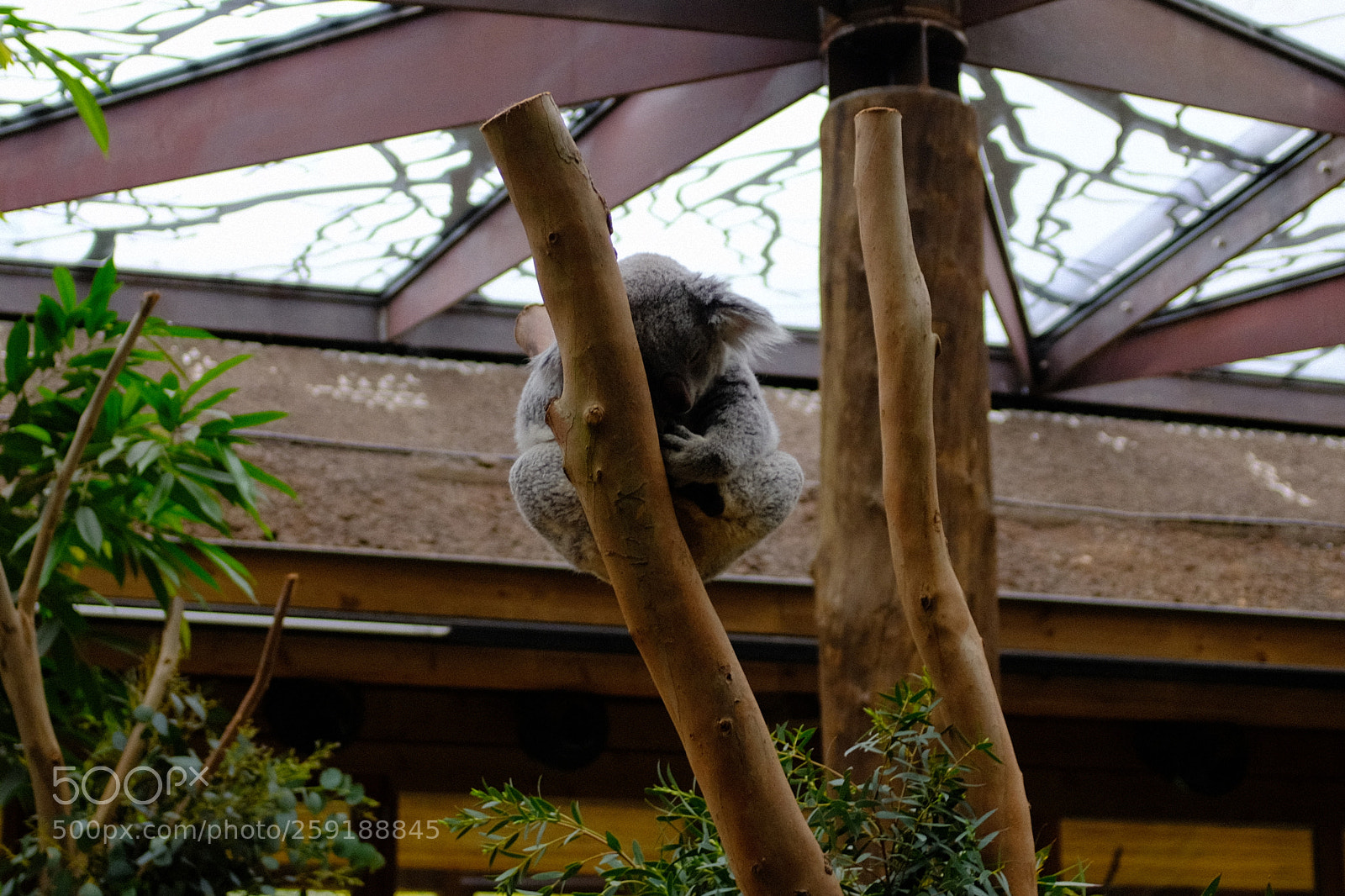 Fujifilm X100F sample photo. Koala sleeping photography